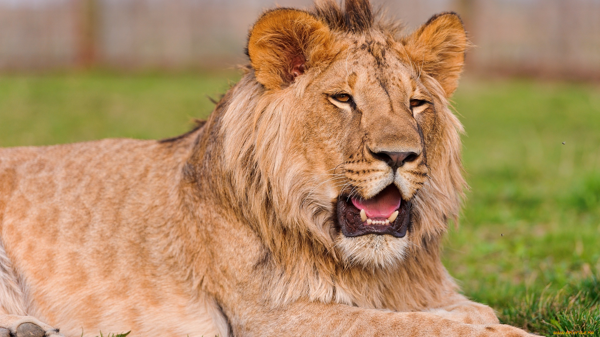 животные, львы, царь