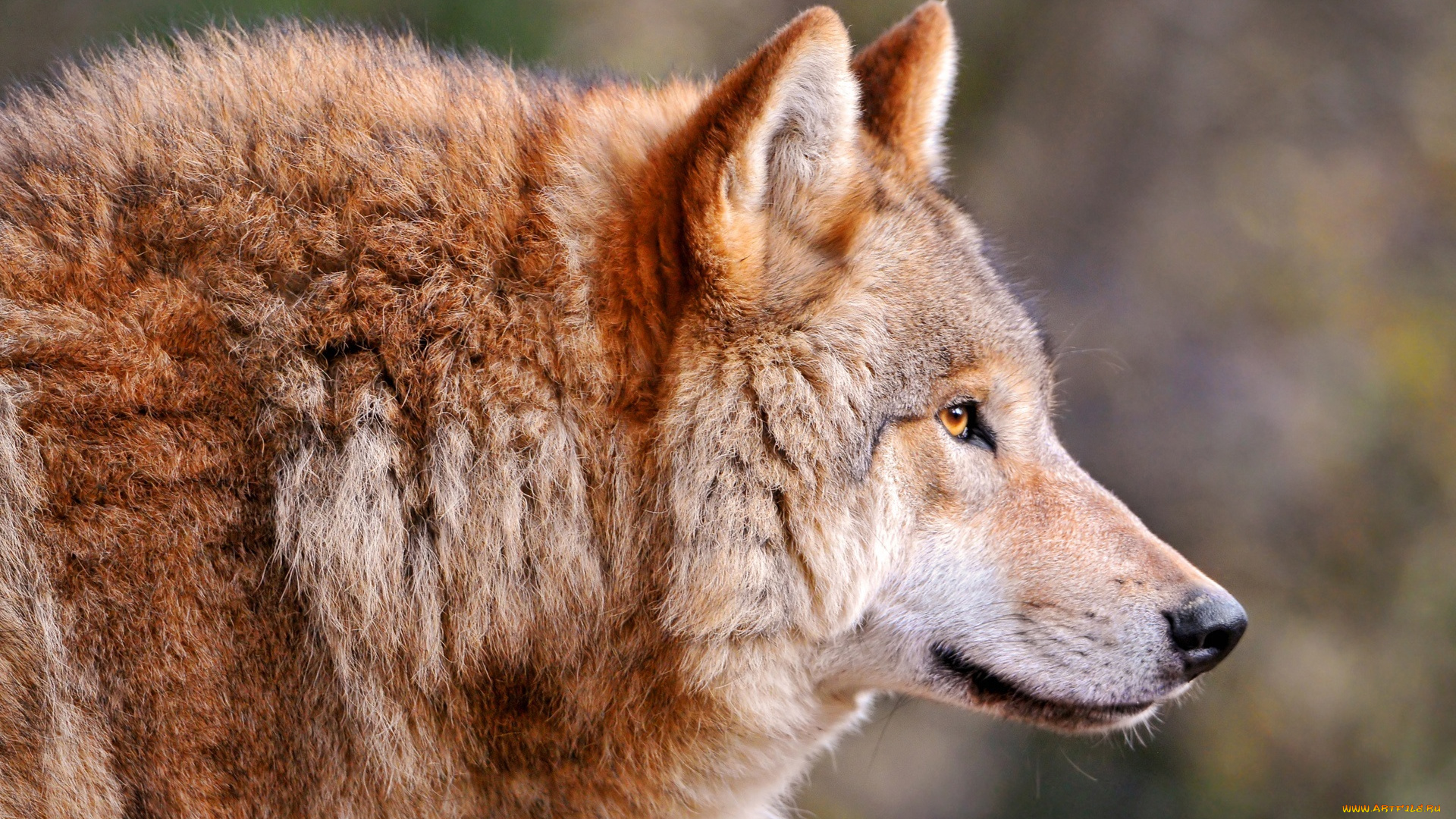 животные, волки, хищник