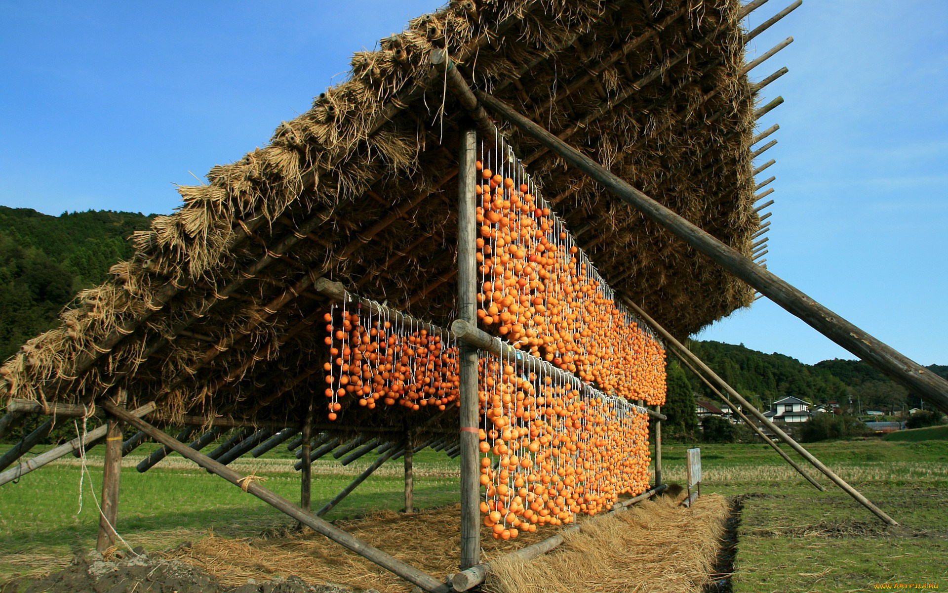 еда, хурма, сушка, овощей