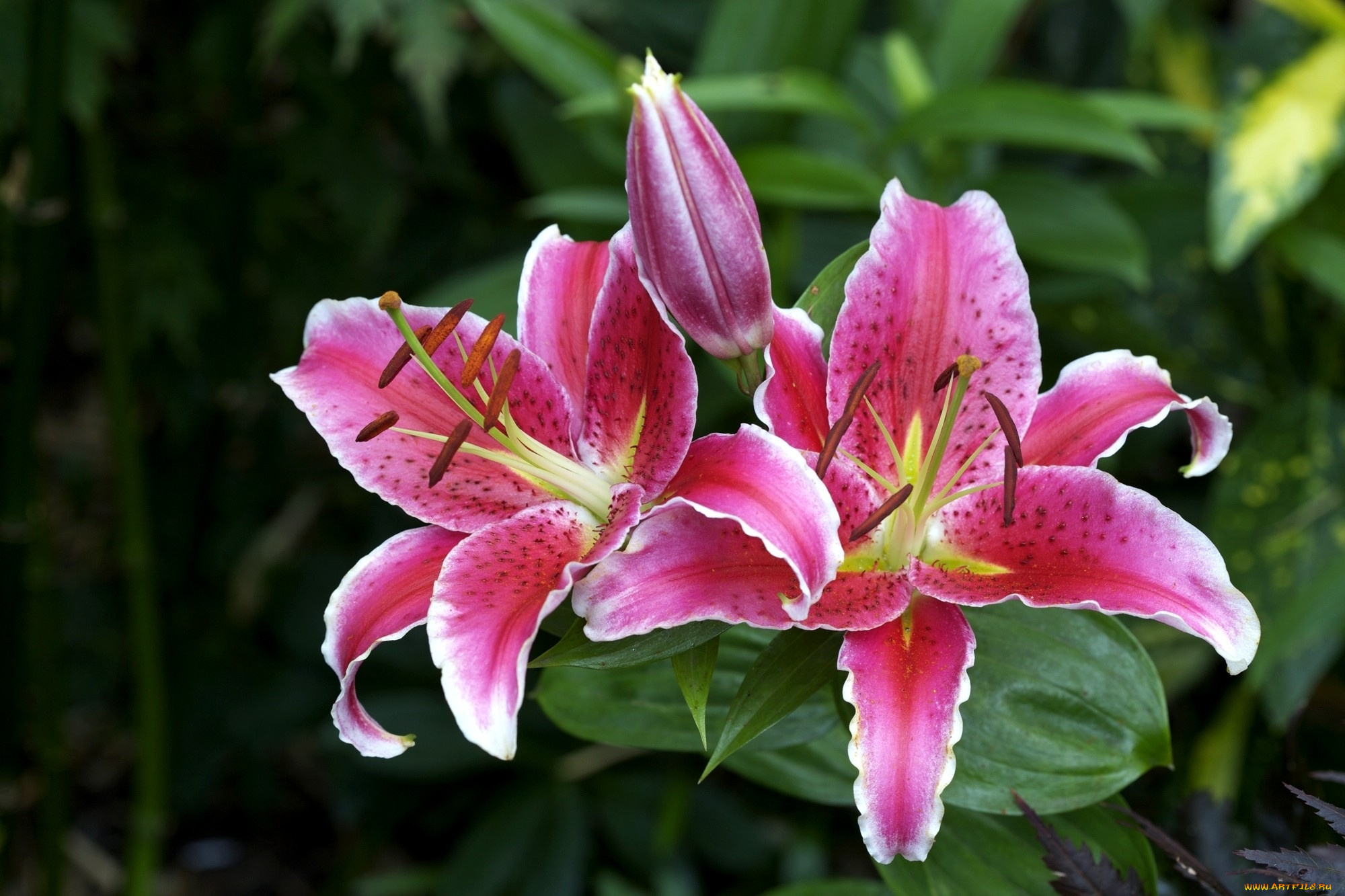 цветы, лилии, лилейники, розовый, бутон, яркий