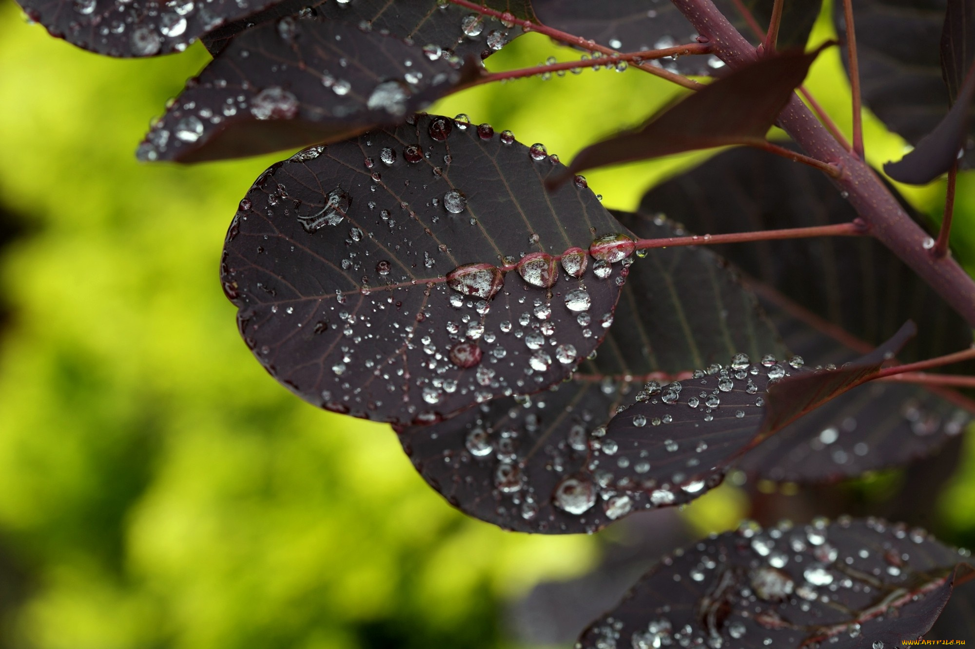 природа, листья, коричневый, ветка, капли