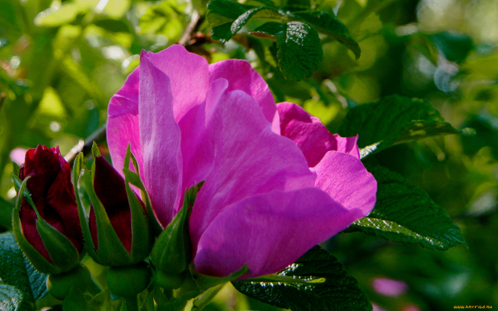 цветы, шиповник, лепестки