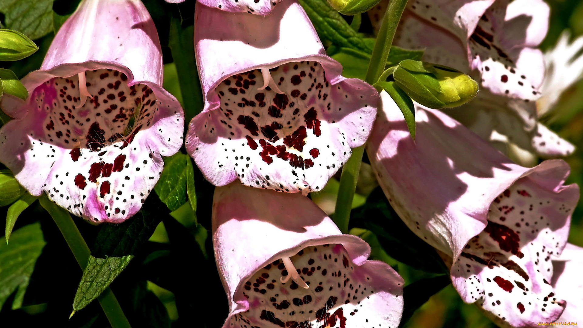 цветы, дигиталис, наперстянка