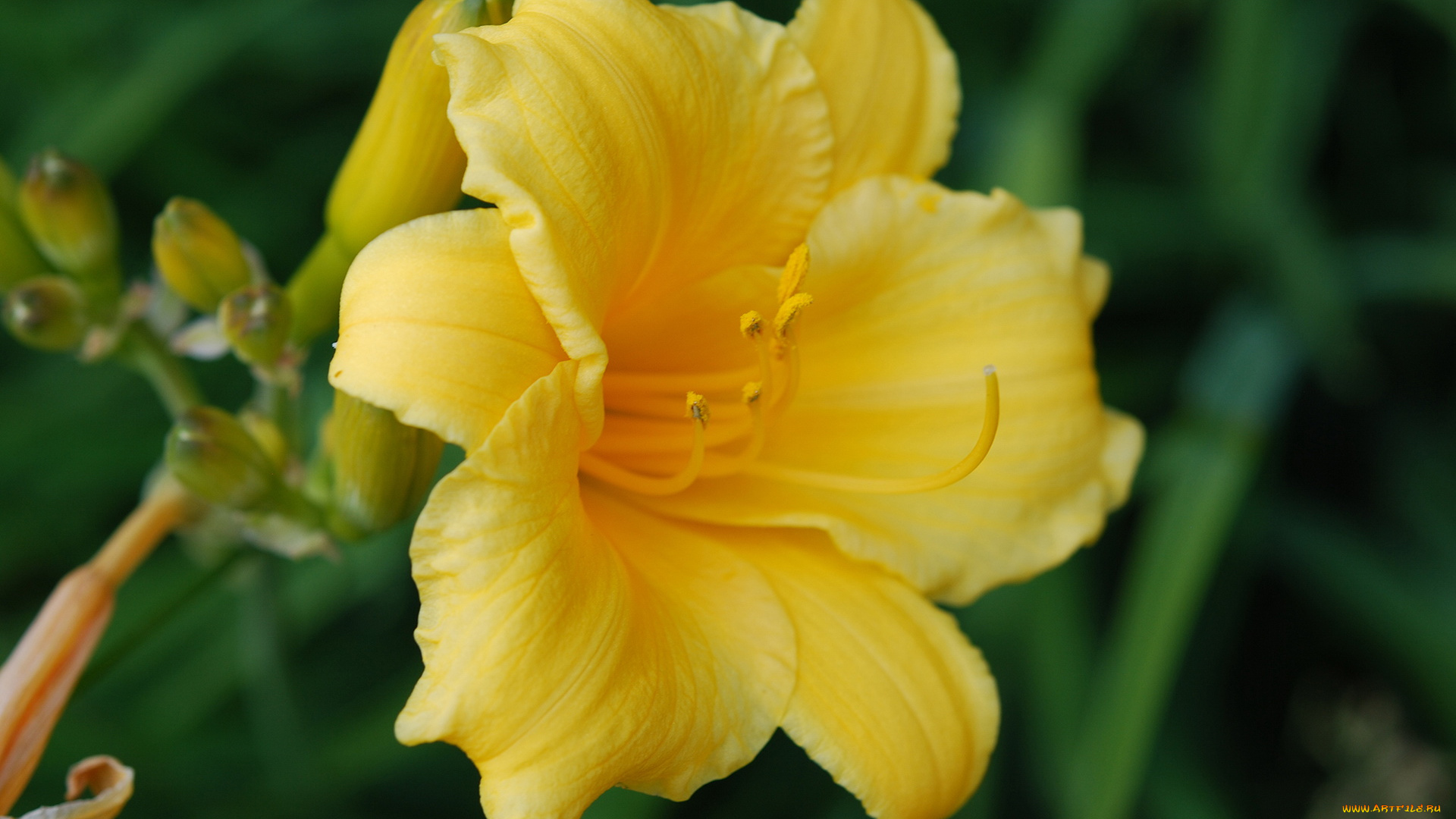 цветы, лилии, лилейники, лепестки