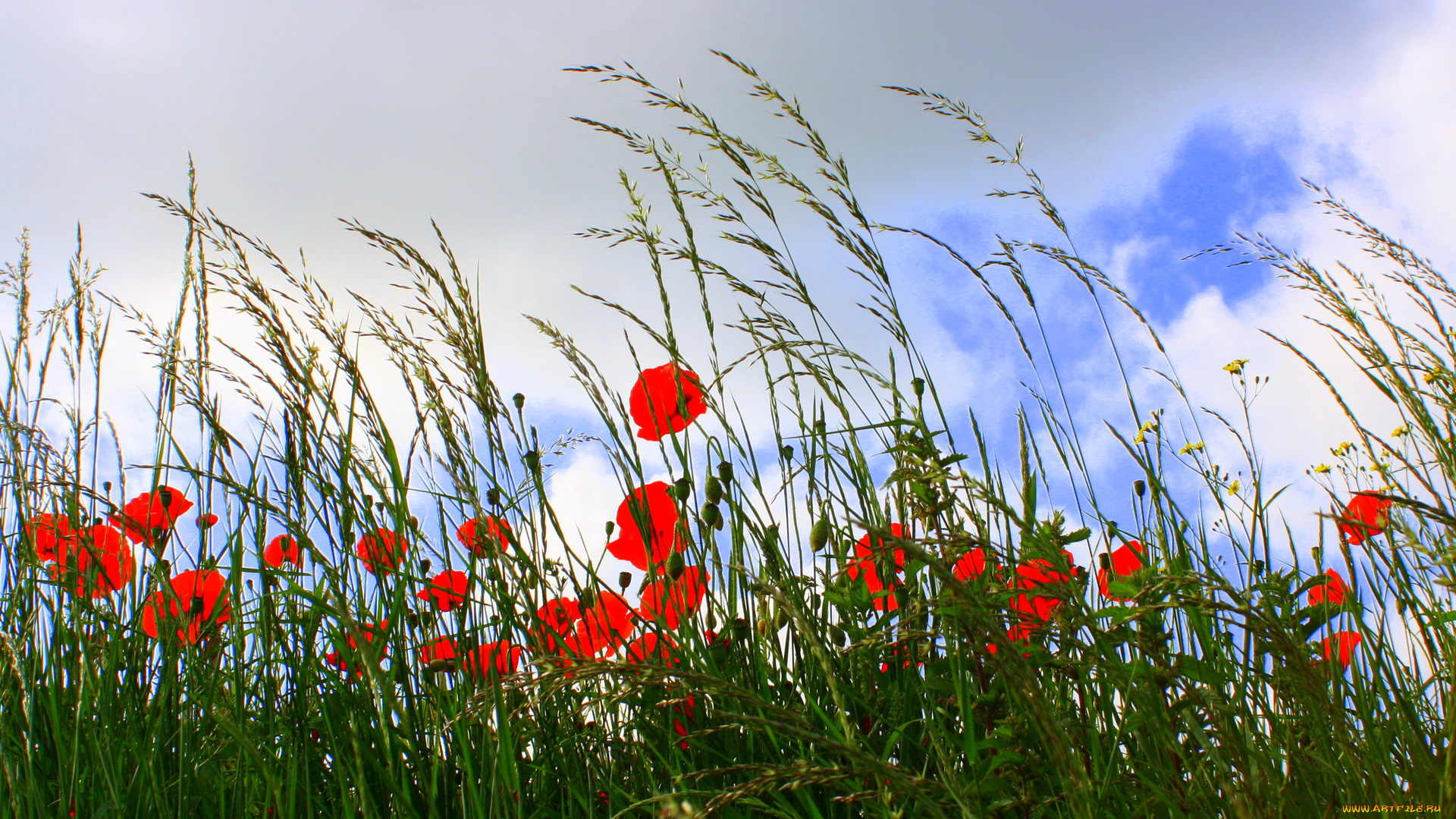 цветы, маки, поле