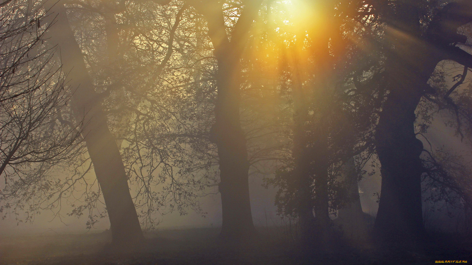 природа, восходы, закаты, туман, лес