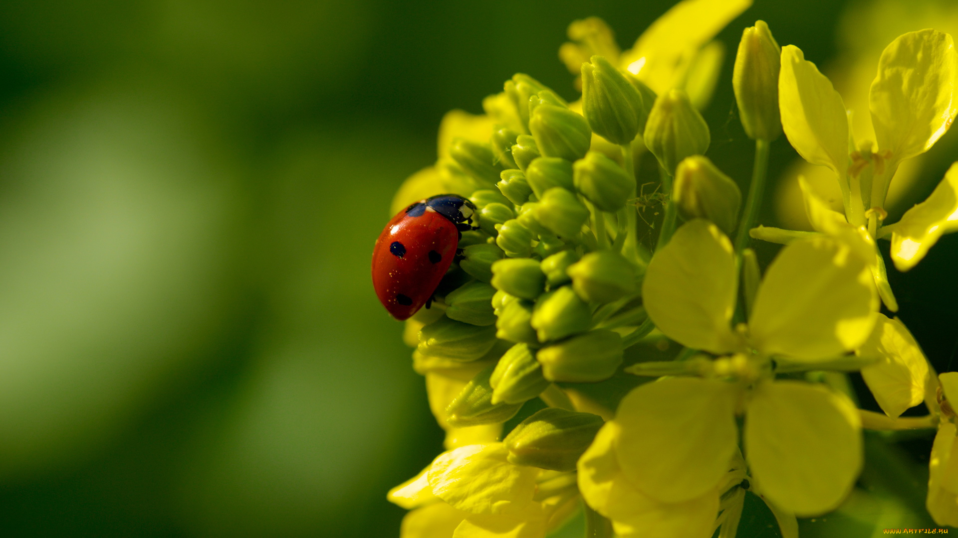 животные, божьи, коровки, цветок