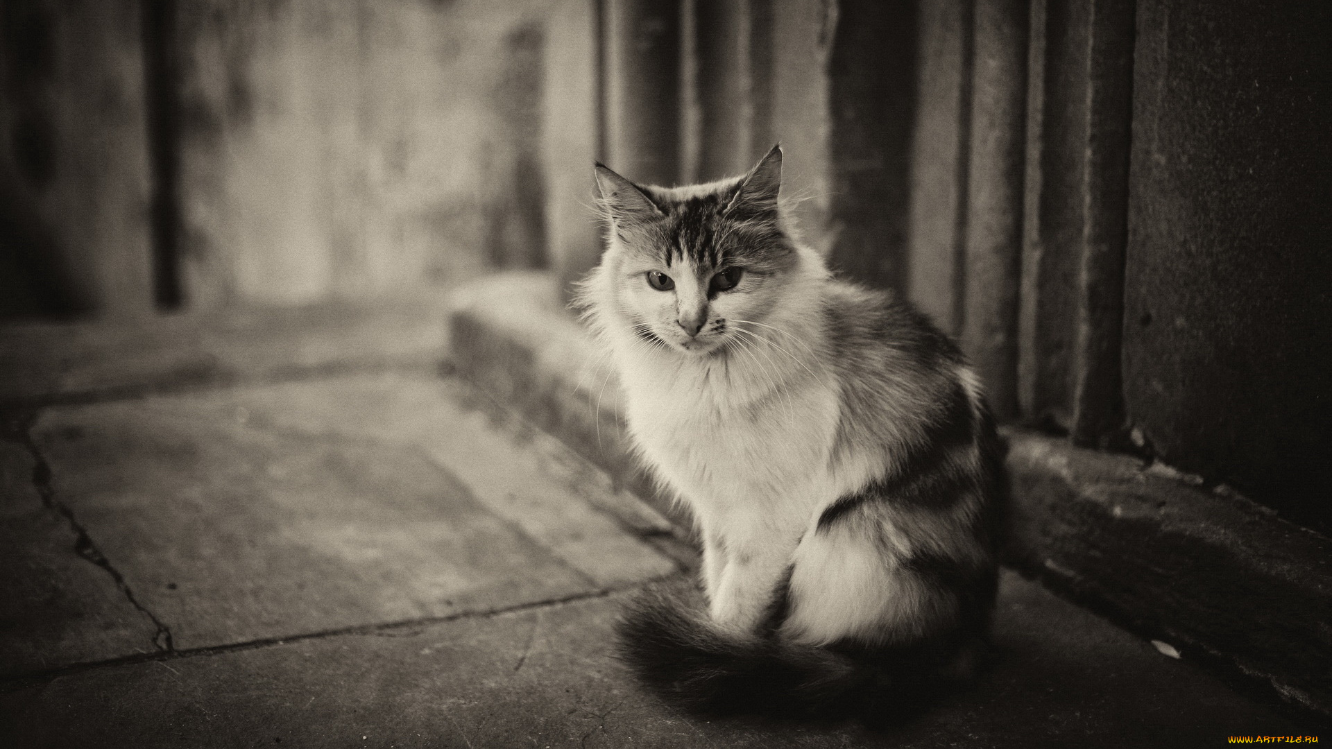 животные, коты, кот