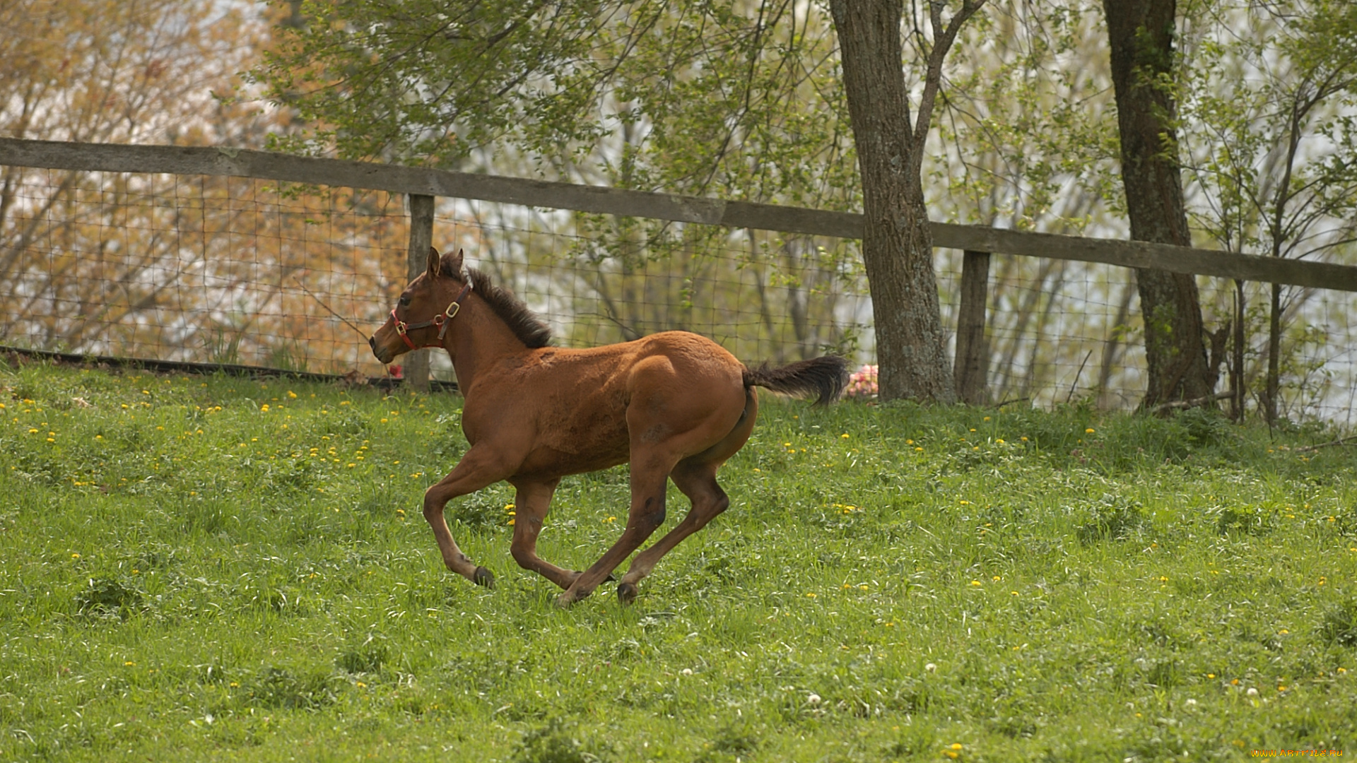 животные, лошади, лошадь