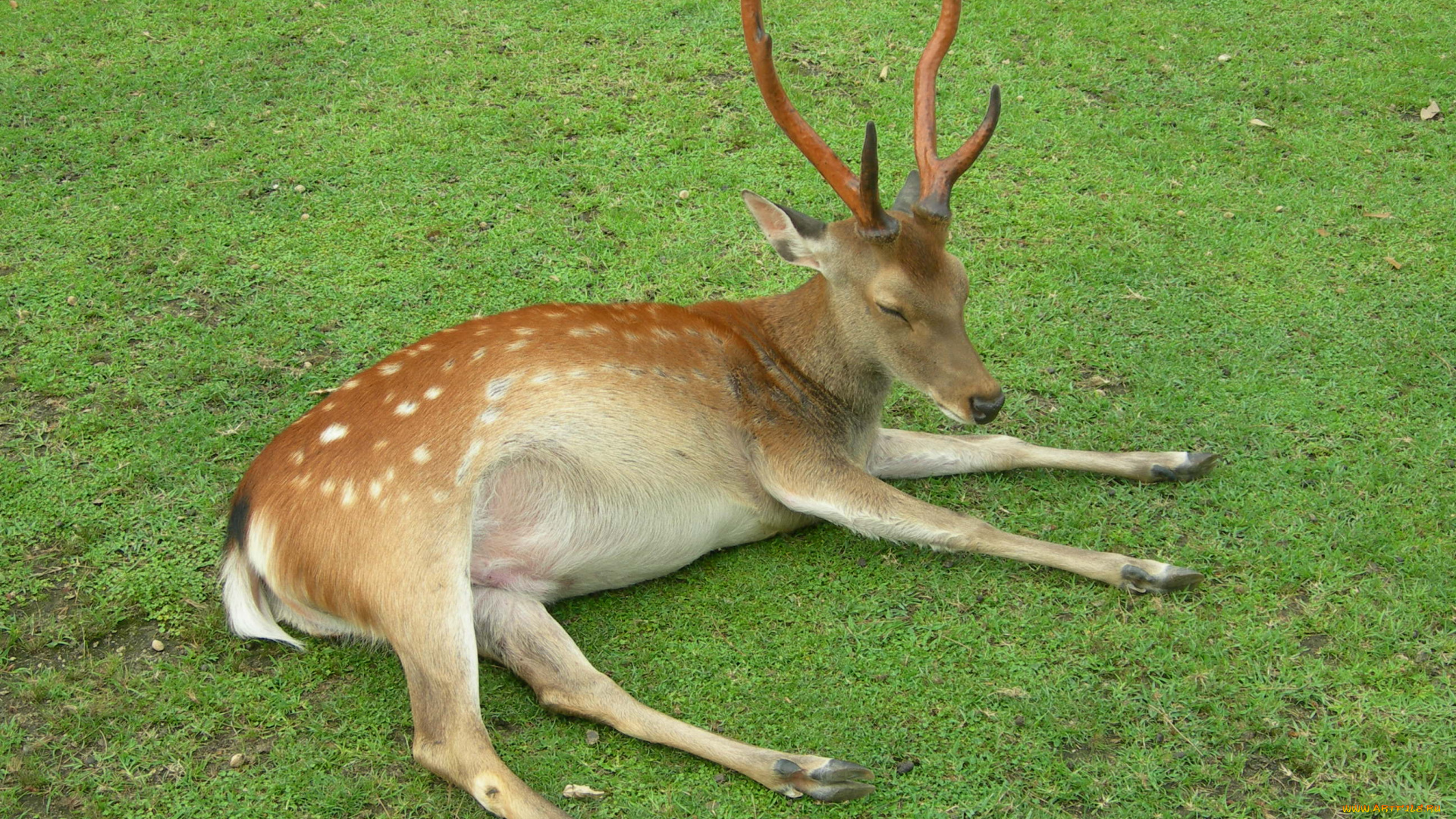 животные, олени, олень