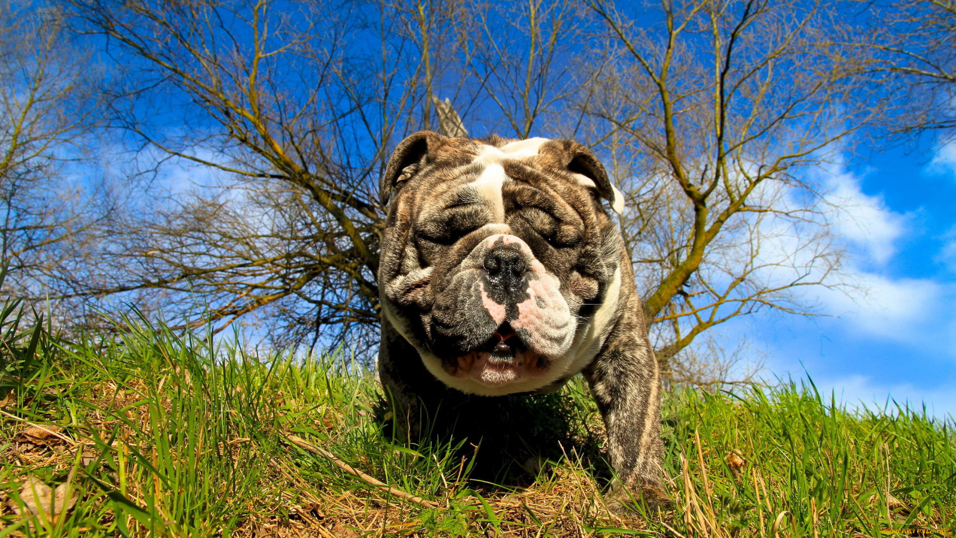 животные, собаки, лето, морда, собака