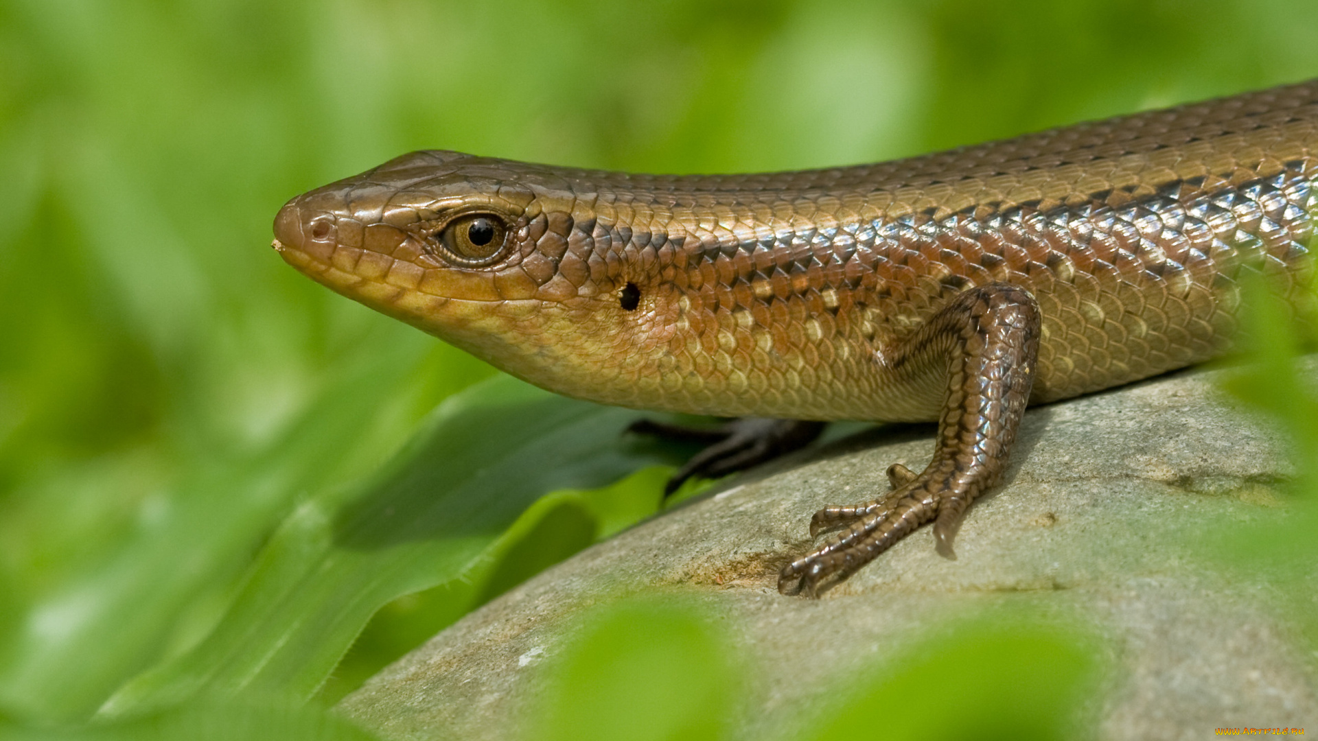 животные, Ящерицы, игуаны, вараны, ящерица