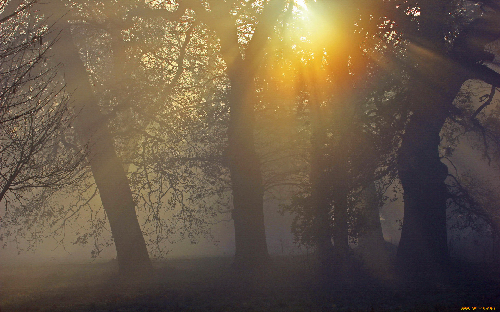 природа, восходы, закаты, туман, лес