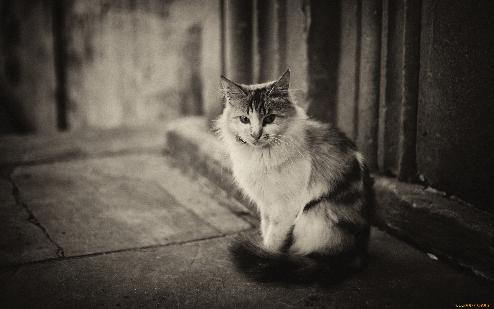 животные, коты, кот