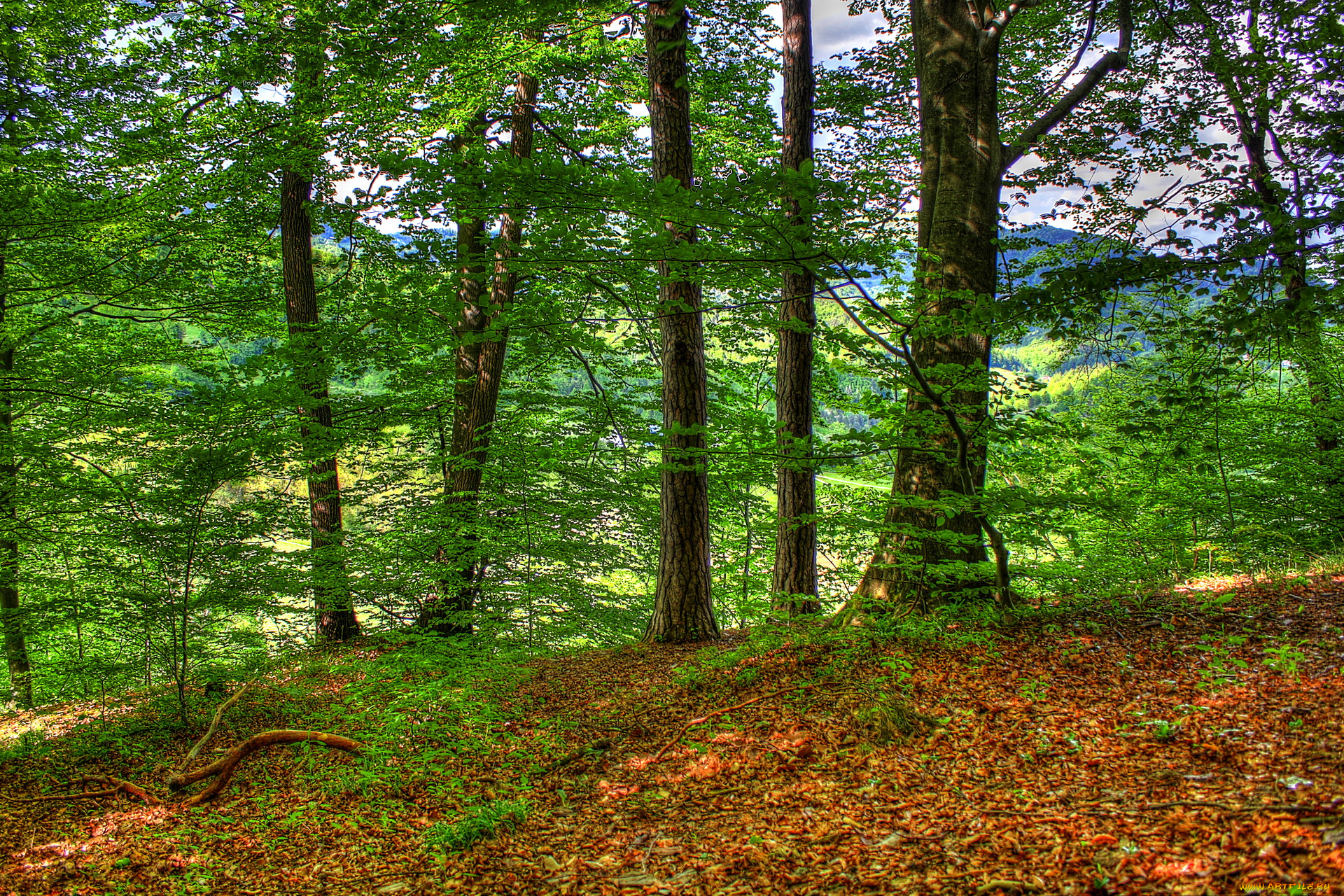 словения, природа, лес