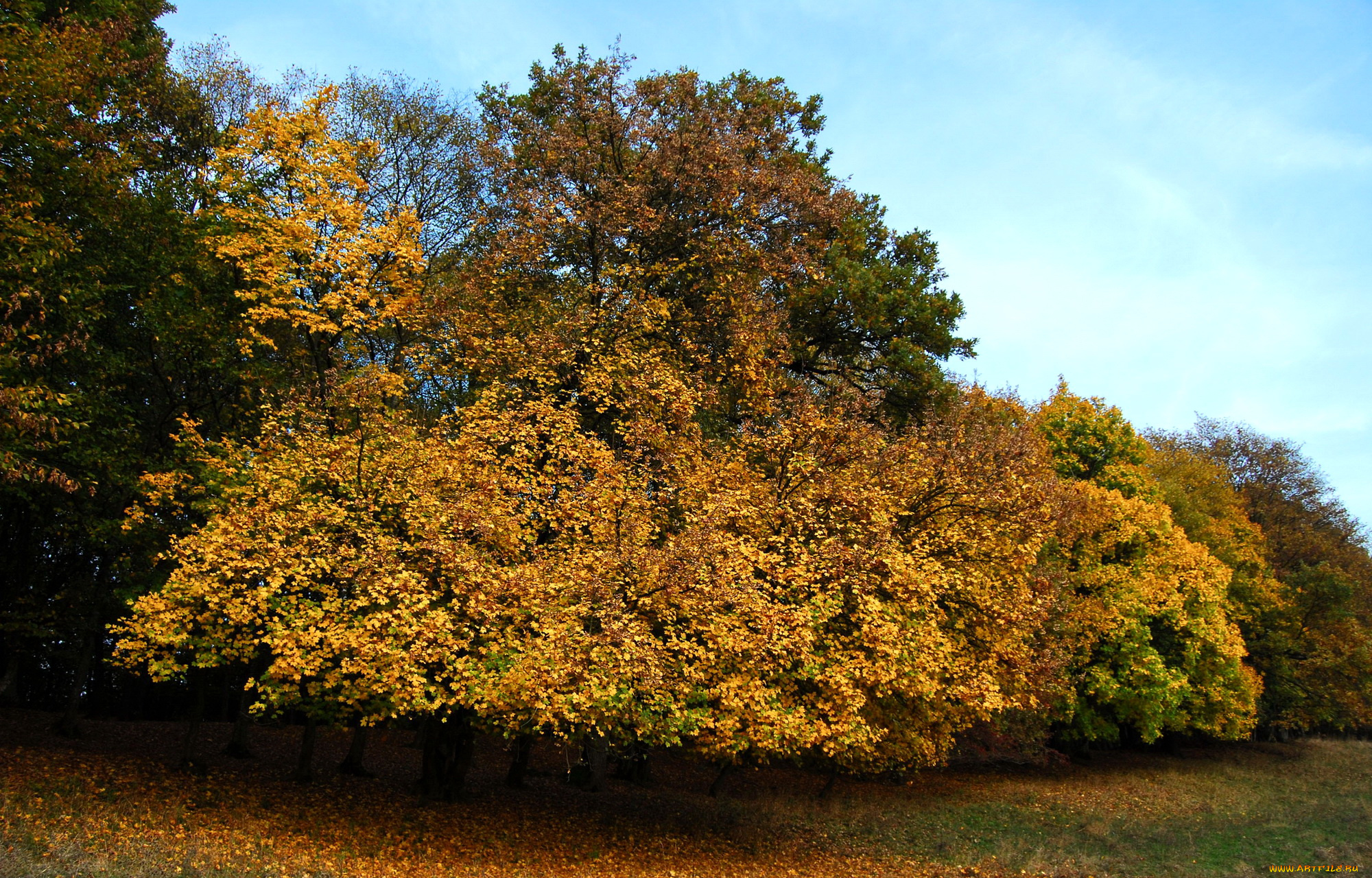 природа, деревья, осень