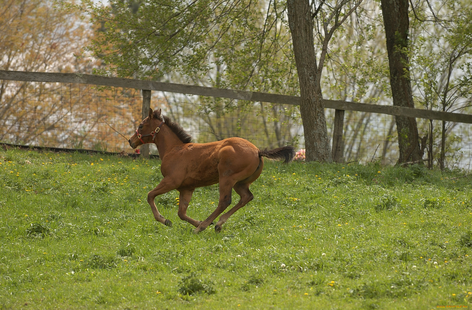 животные, лошади, лошадь