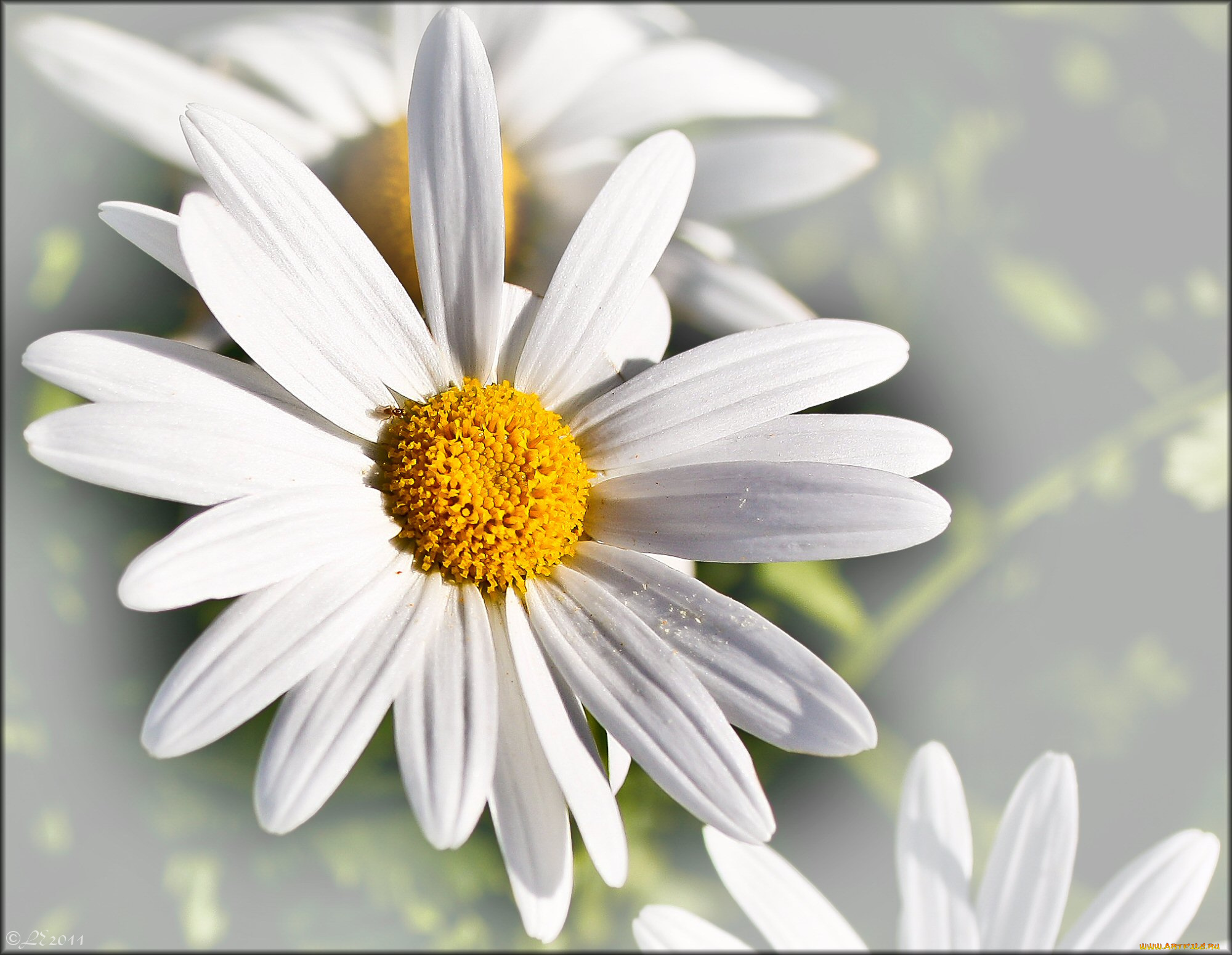 цветы, ромашки