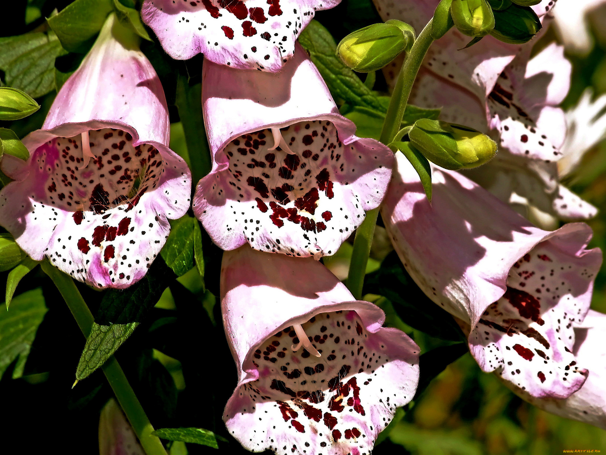 цветы, дигиталис, наперстянка