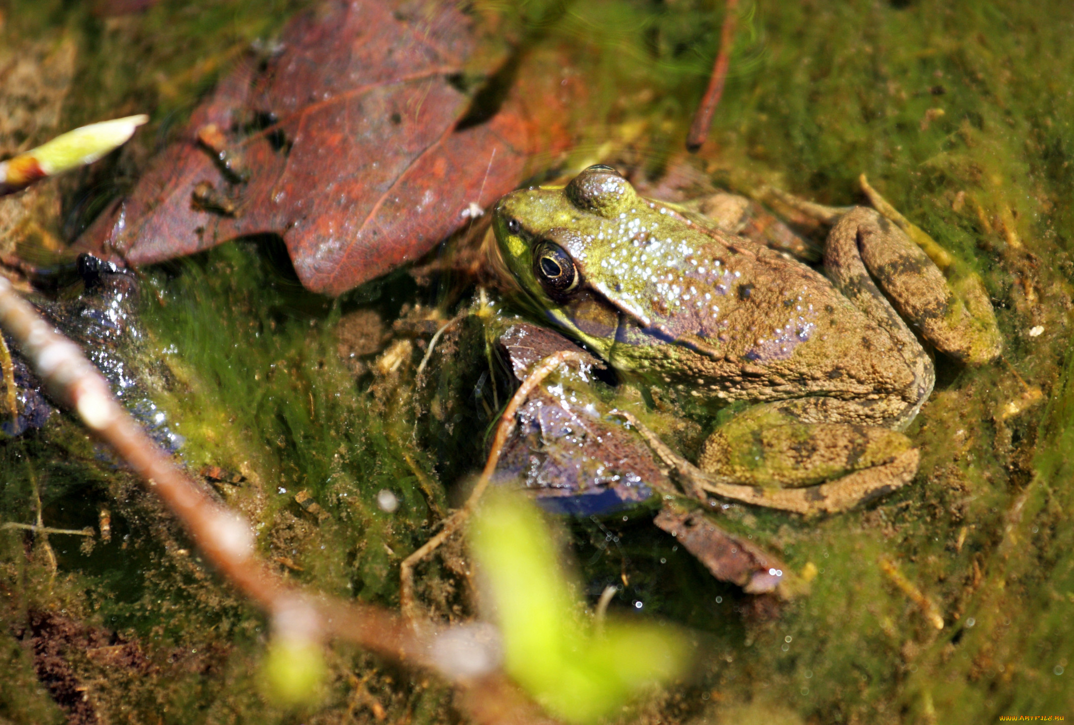 животные, лягушки, лягушка