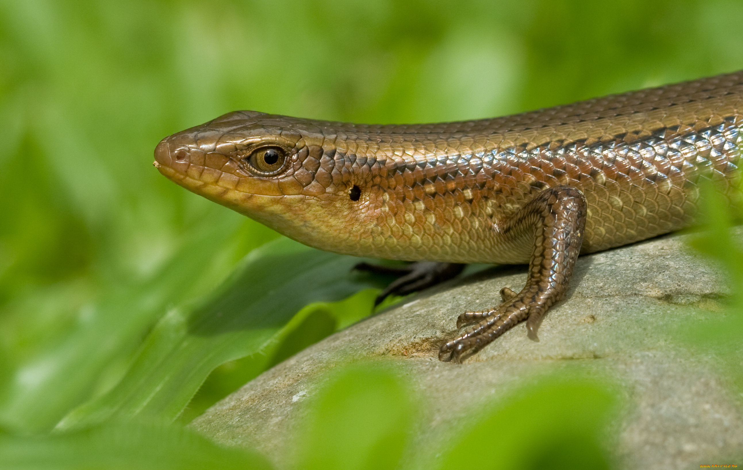 животные, Ящерицы, игуаны, вараны, ящерица