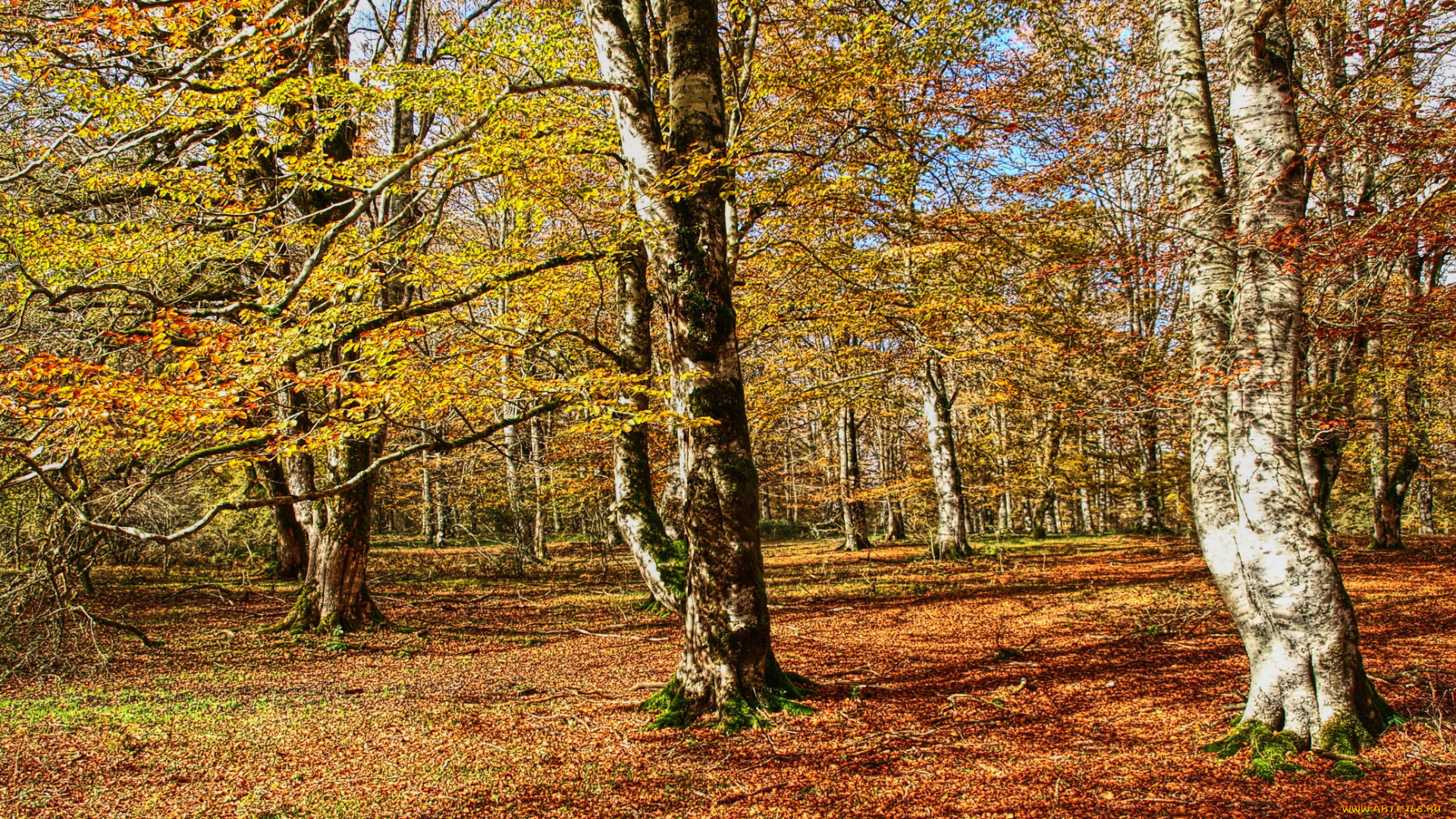 природа, деревья