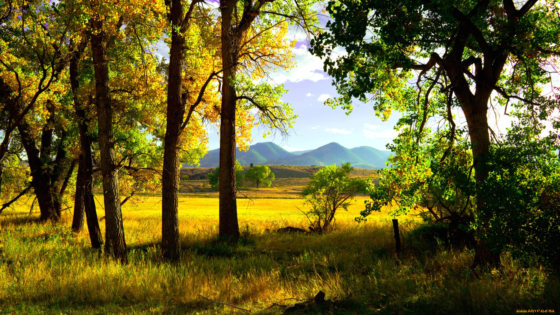 природа, деревья