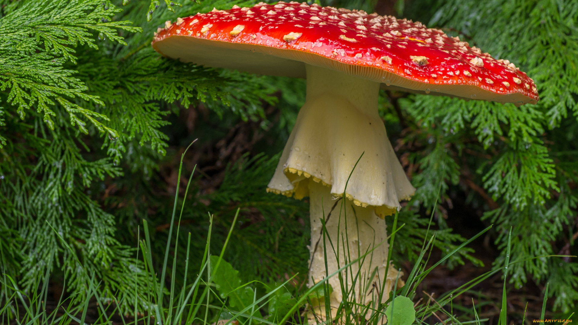 природа, грибы, , мухомор