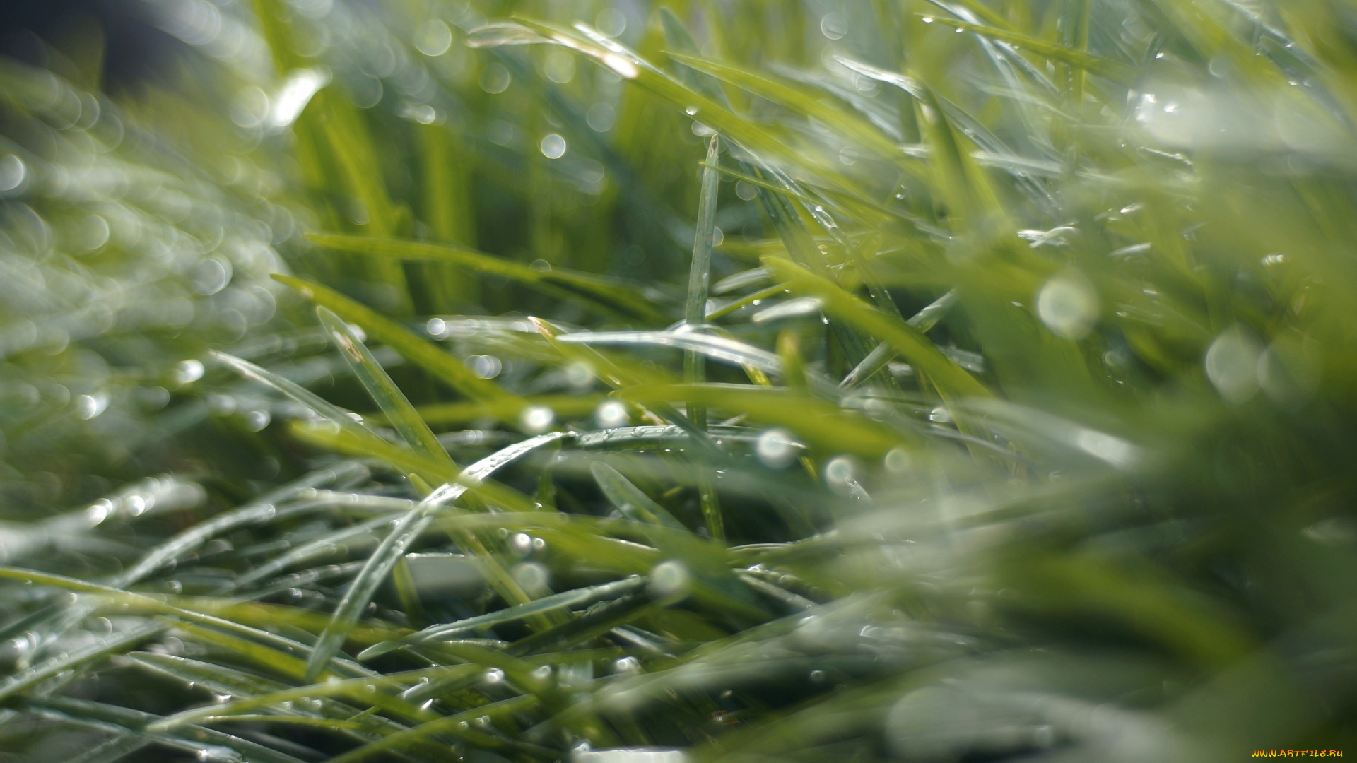 природа, макро