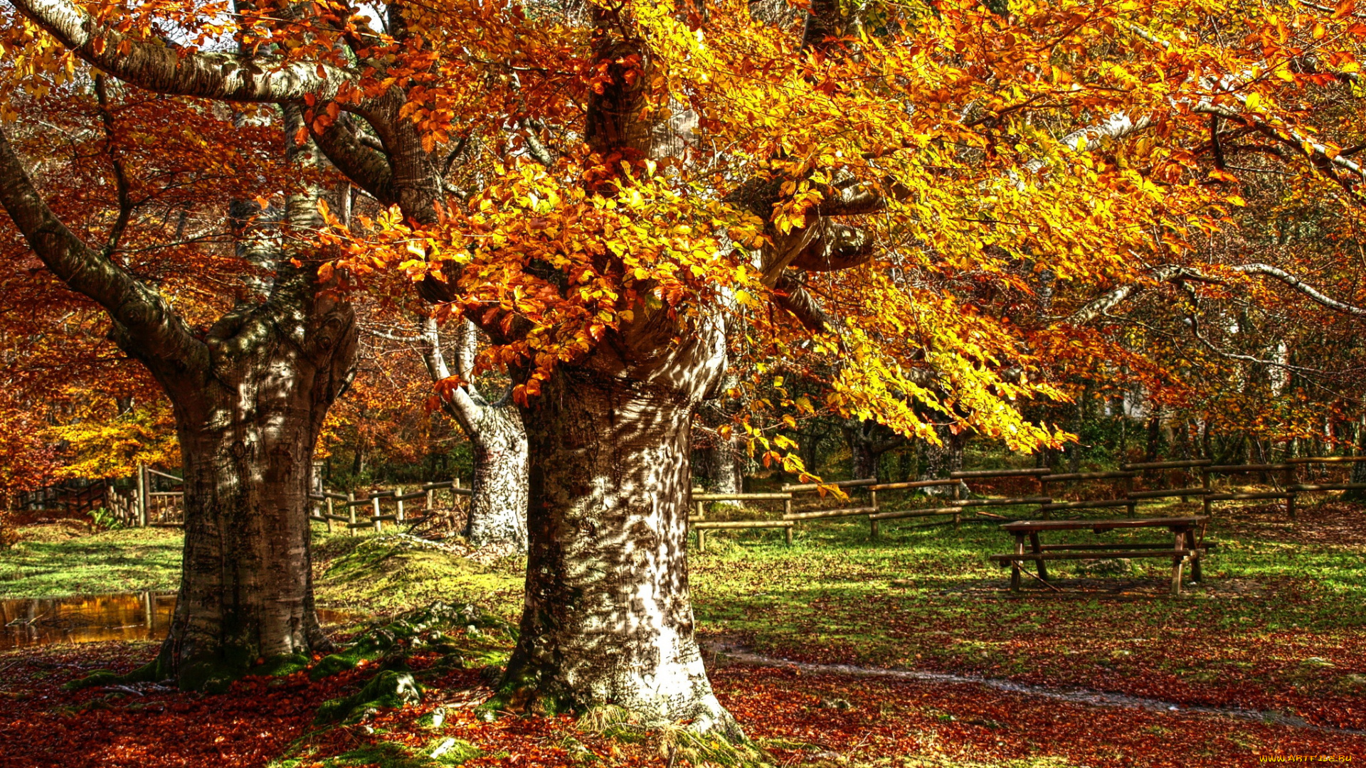 природа, парк