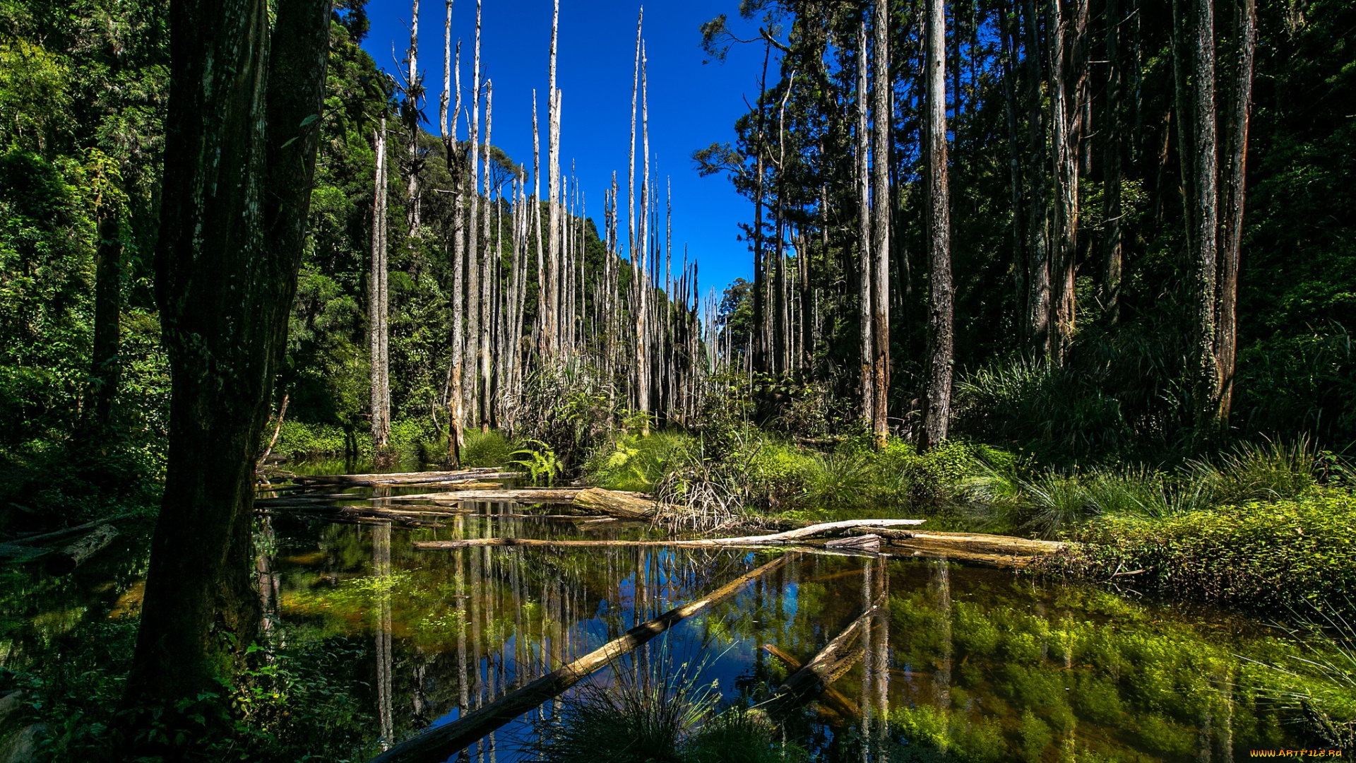 природа, реки, озера