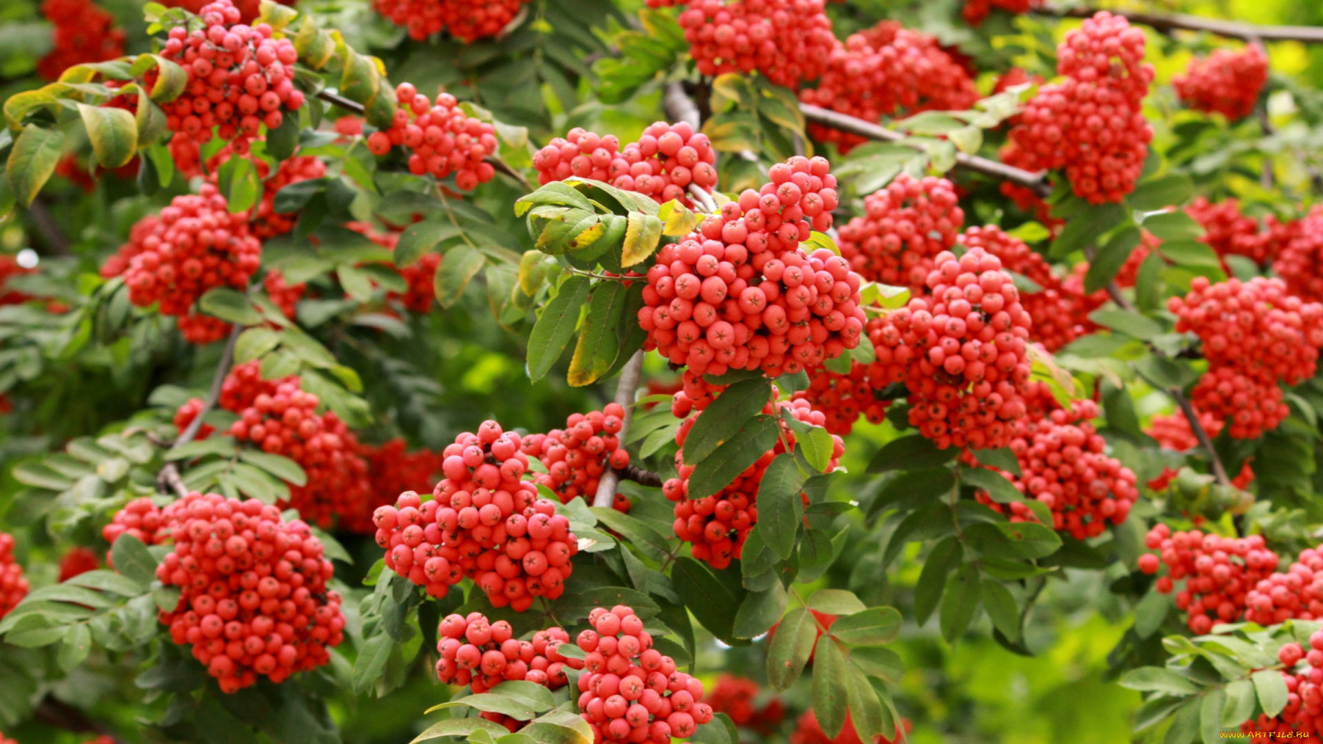 природа, Ягоды, , рябина