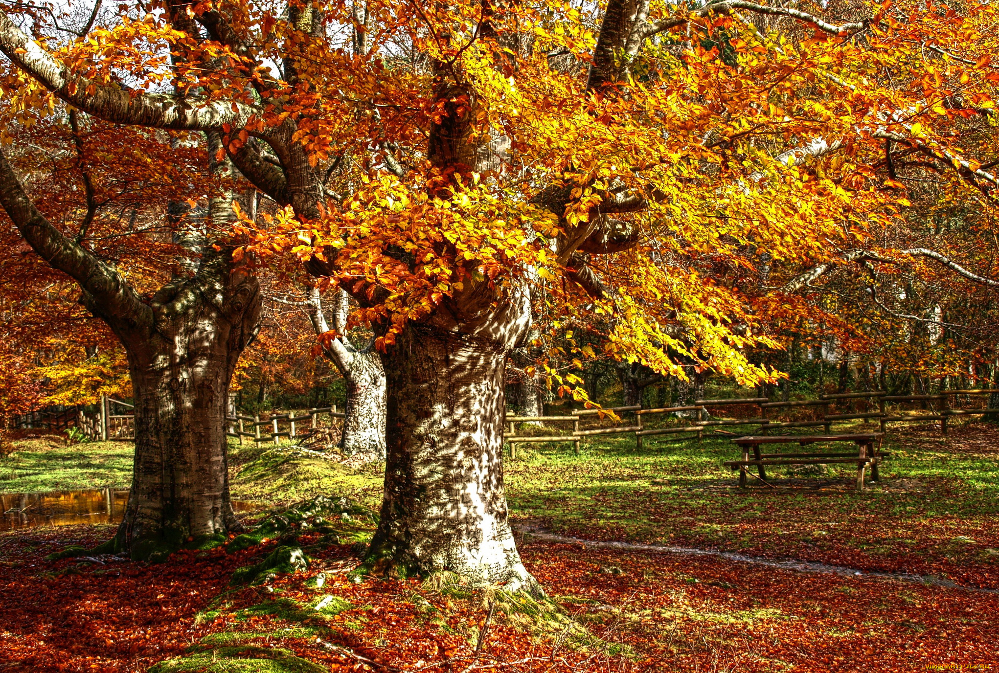 природа, парк