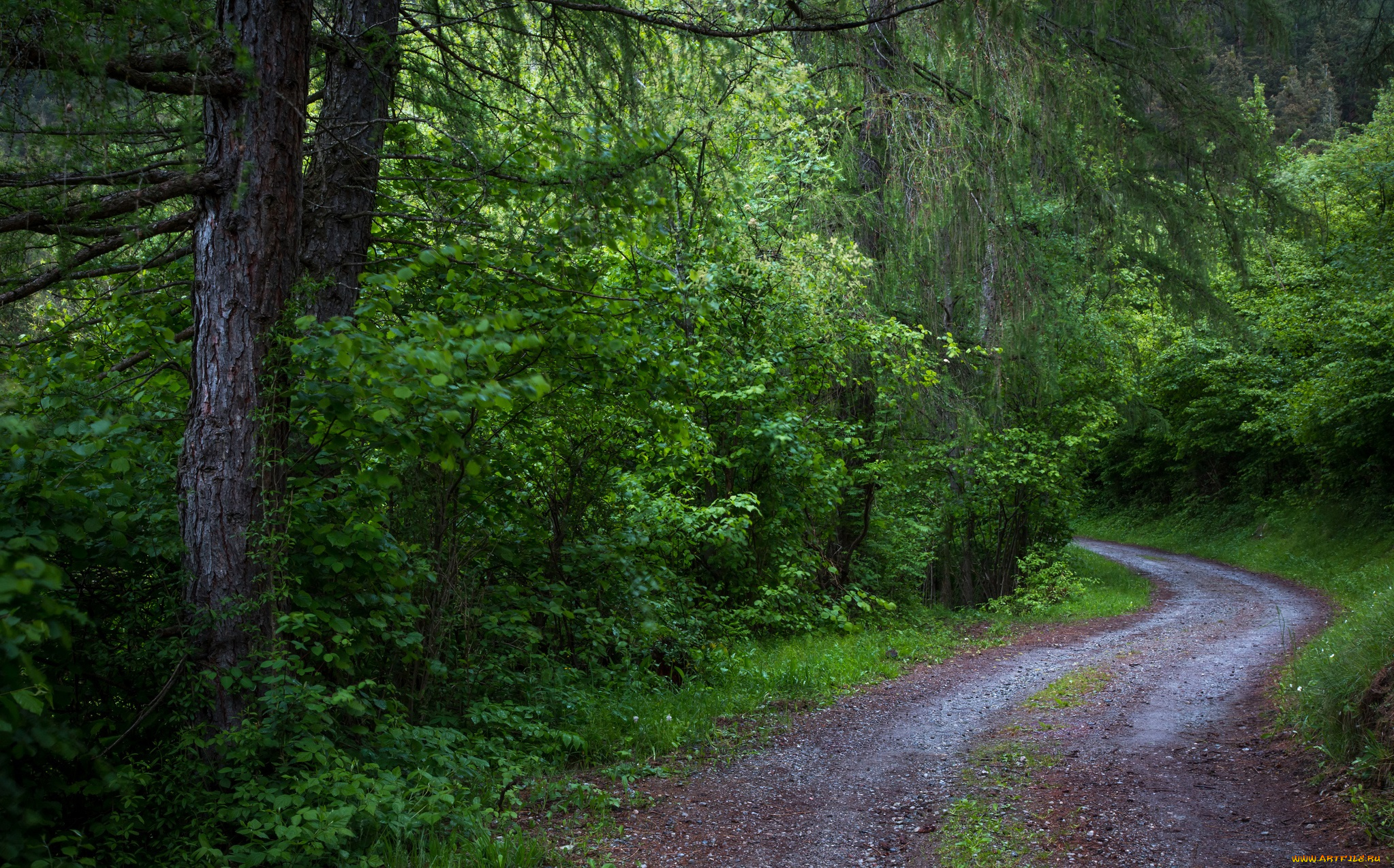 природа, дороги