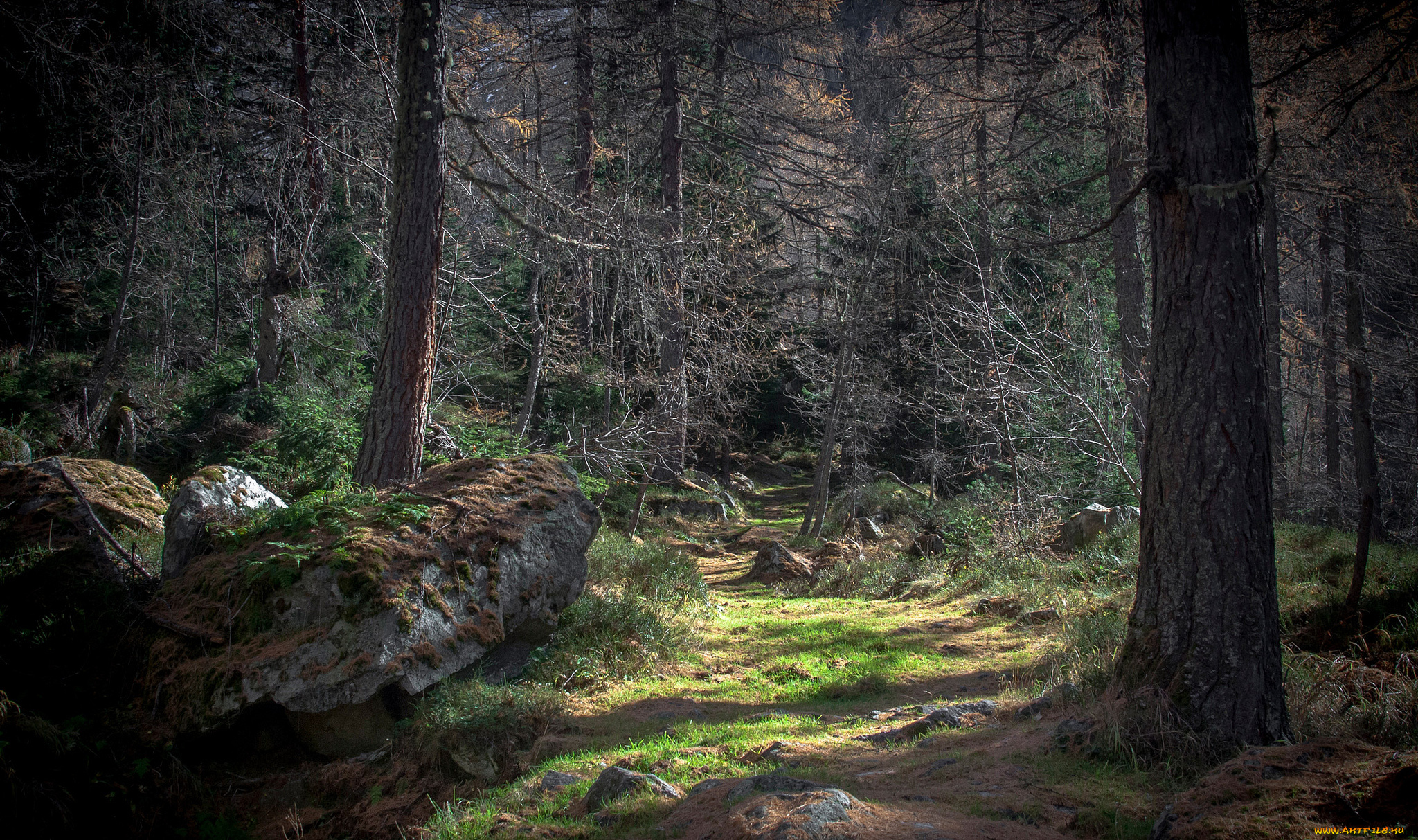 природа, лес