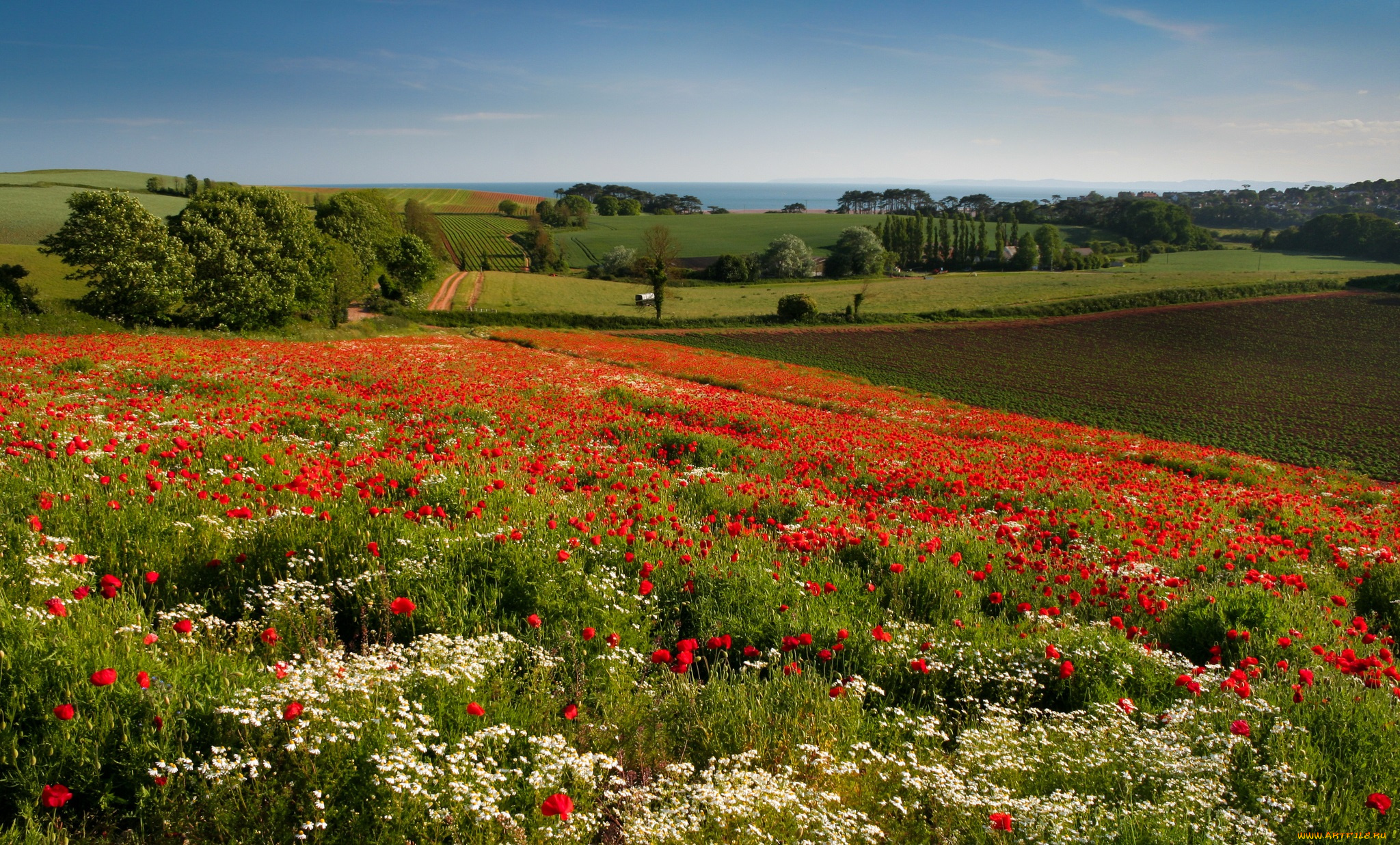 природа, луга