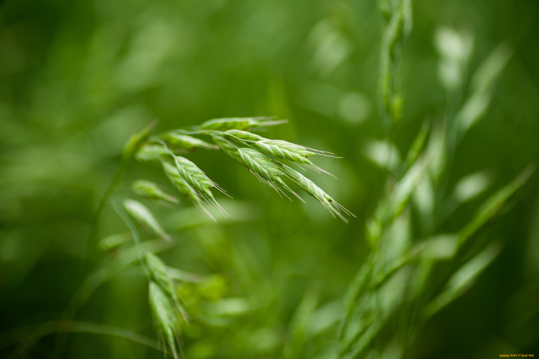 природа, макро