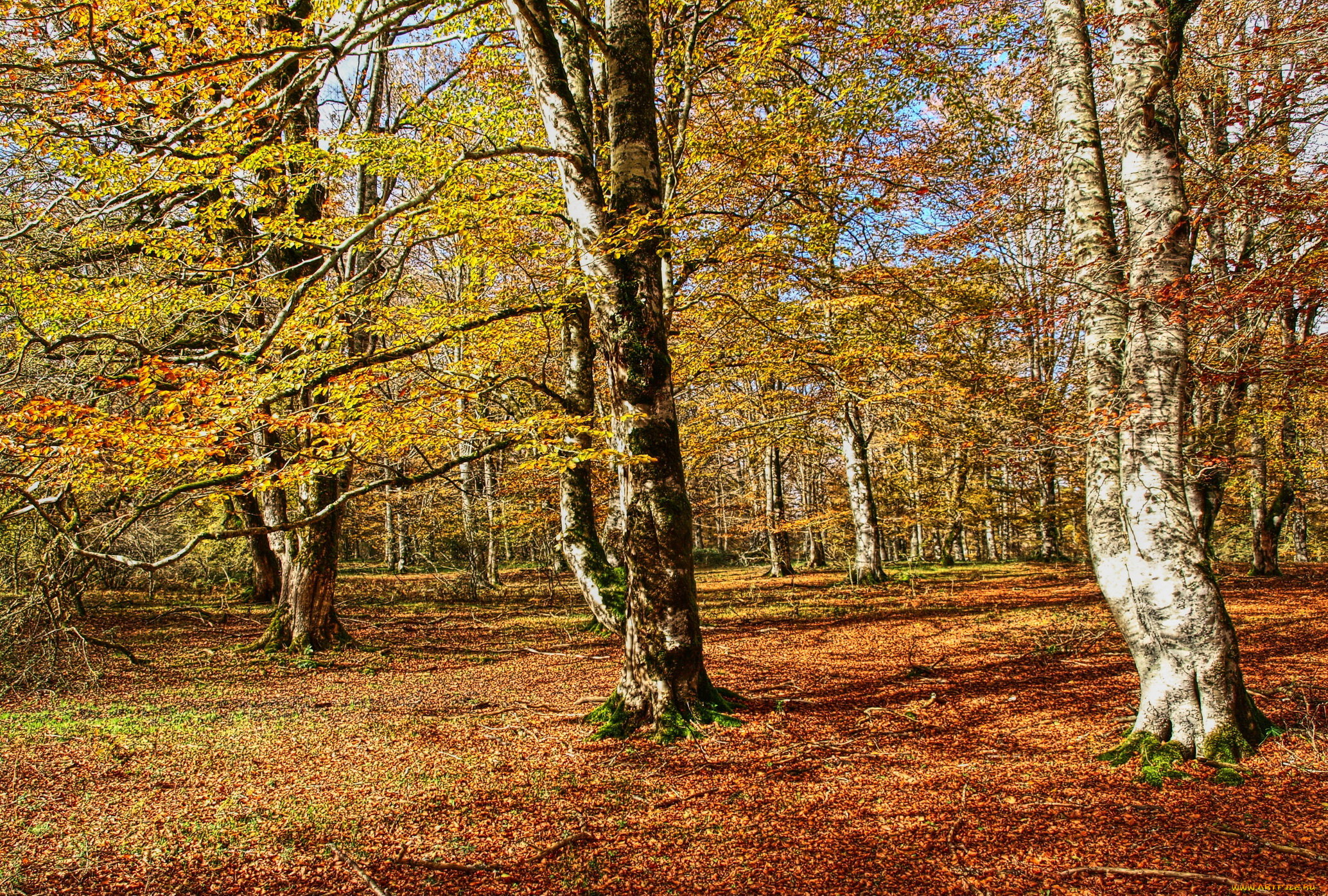 природа, деревья