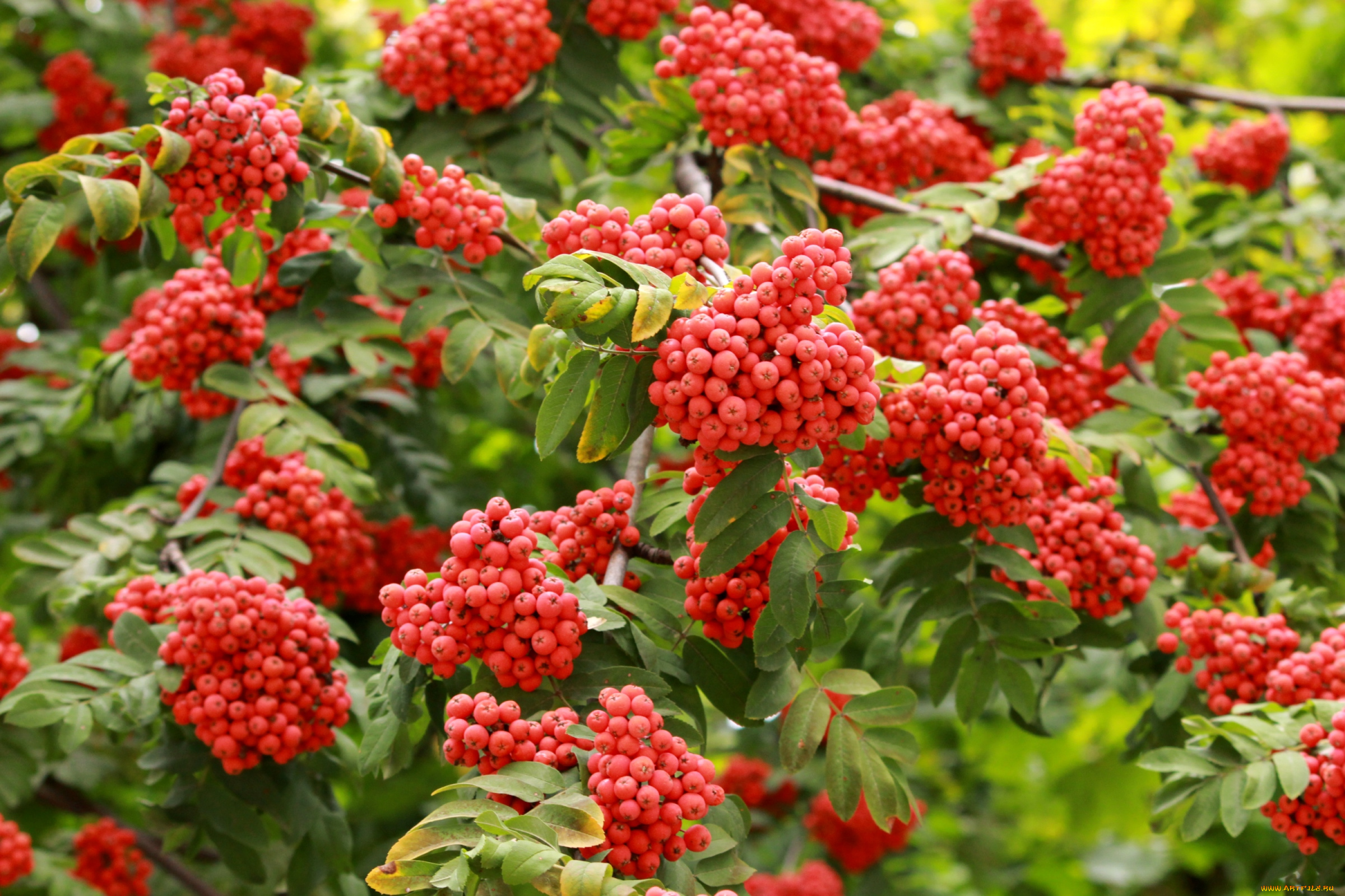 природа, Ягоды, , рябина