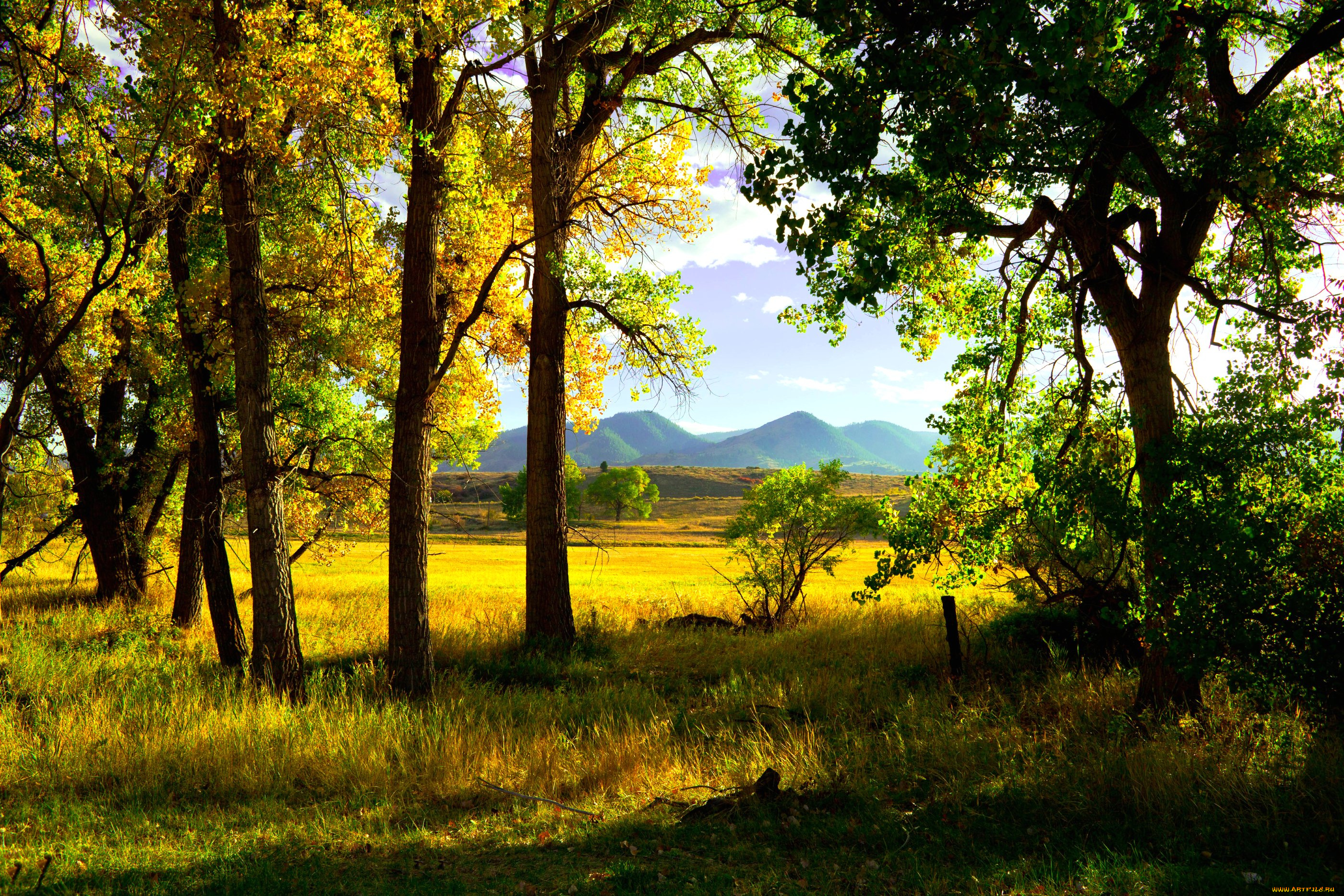 природа, деревья