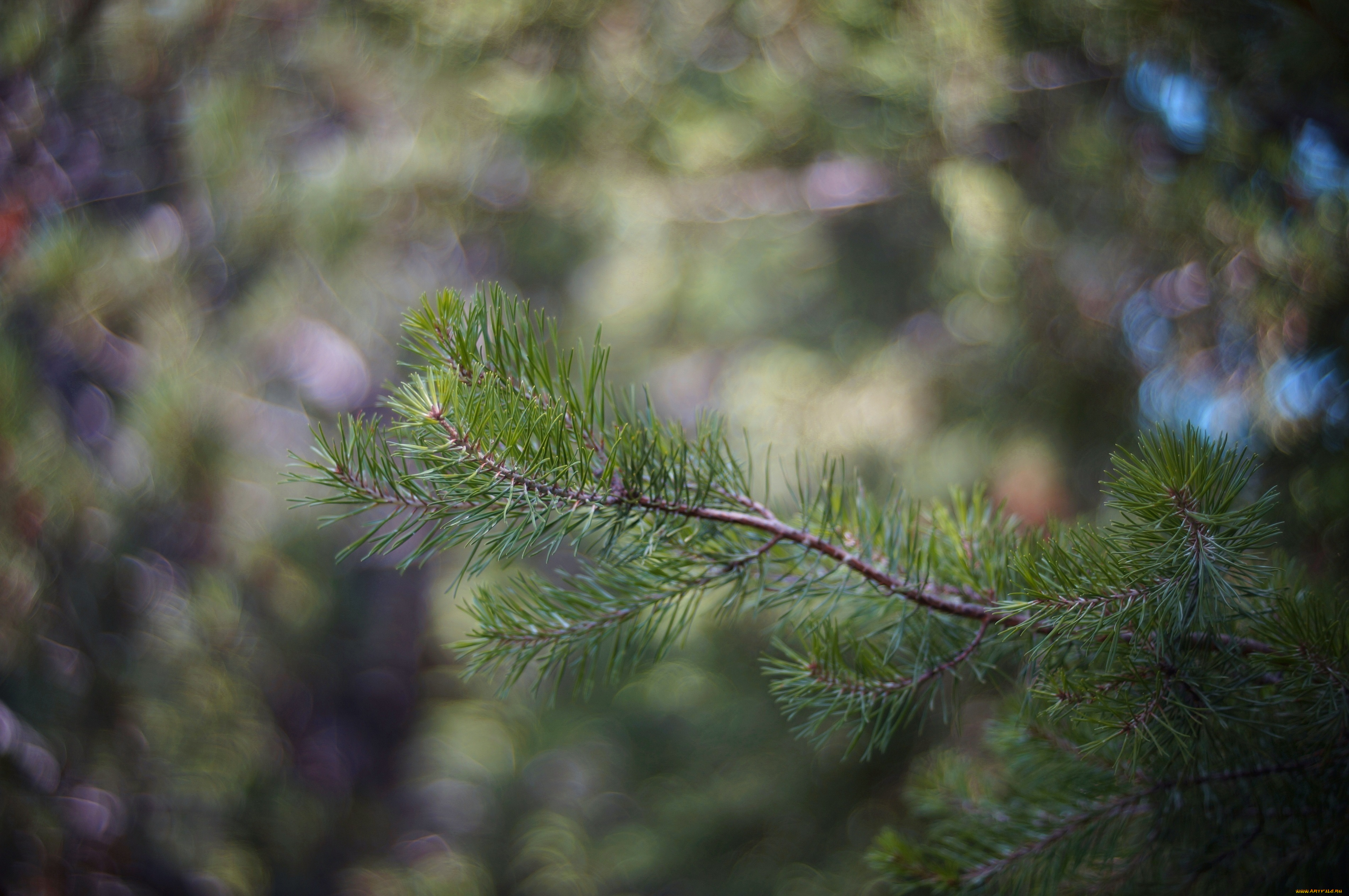 природа, макро