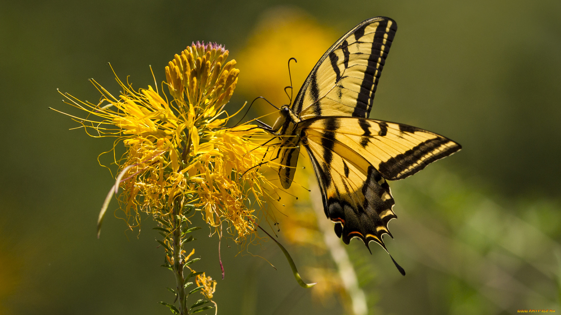 животные, бабочки, , мотыльки, , моли, бабочка