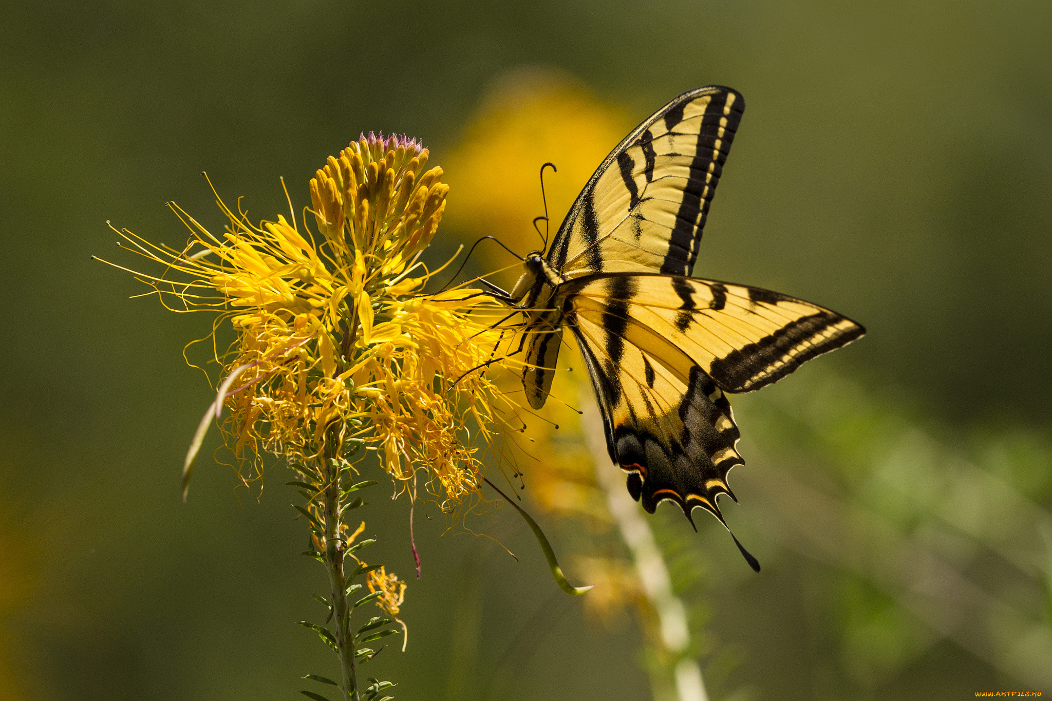 животные, бабочки, , мотыльки, , моли, бабочка