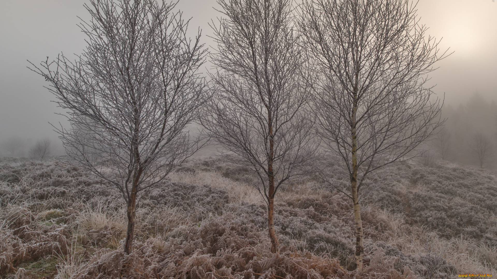 природа, деревья