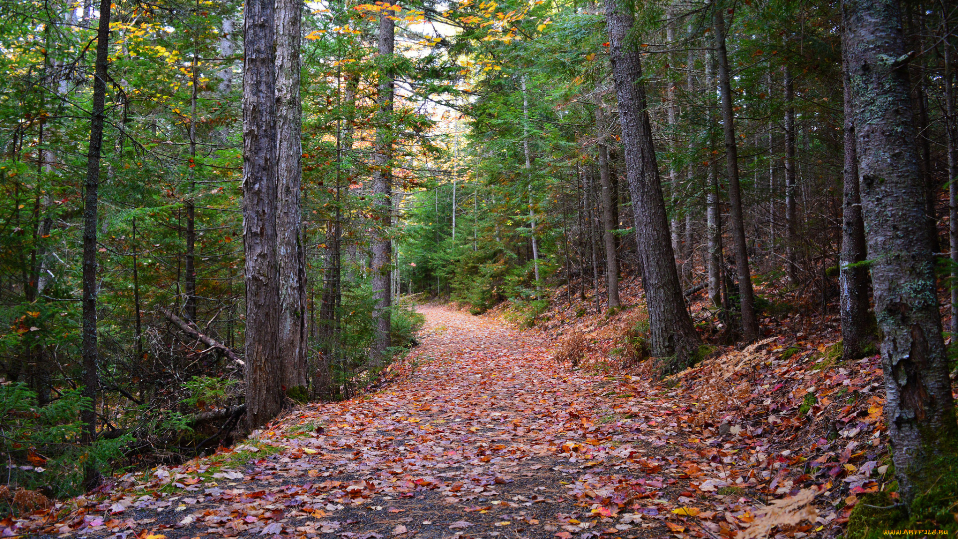 природа, дороги, тракт