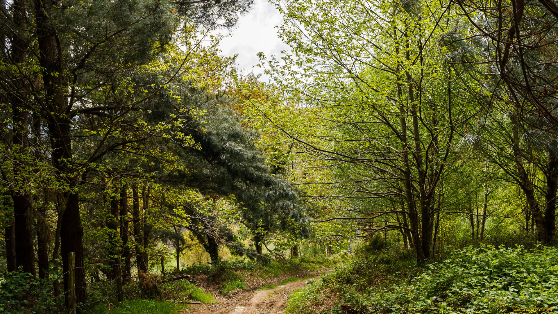 природа, дороги, тракт