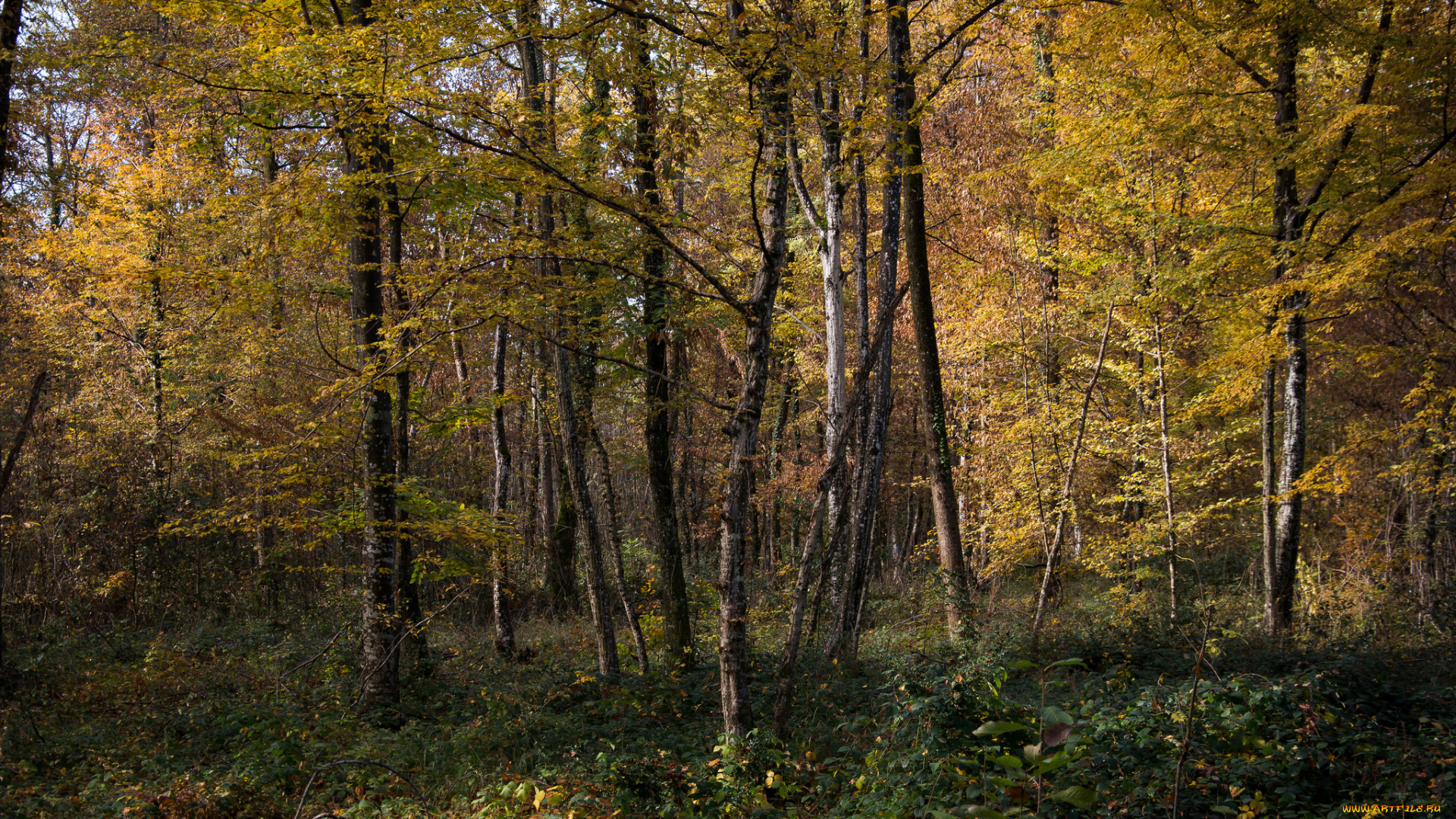 природа, лес, деревья