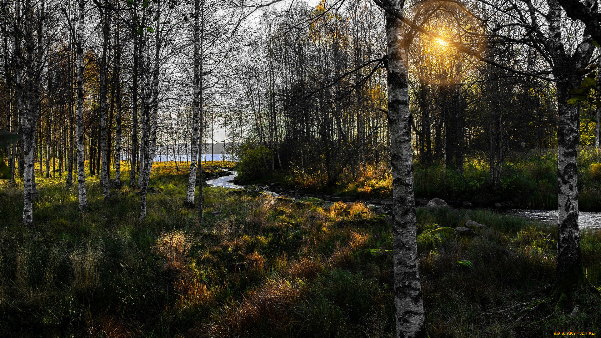 природа, лес, деревья