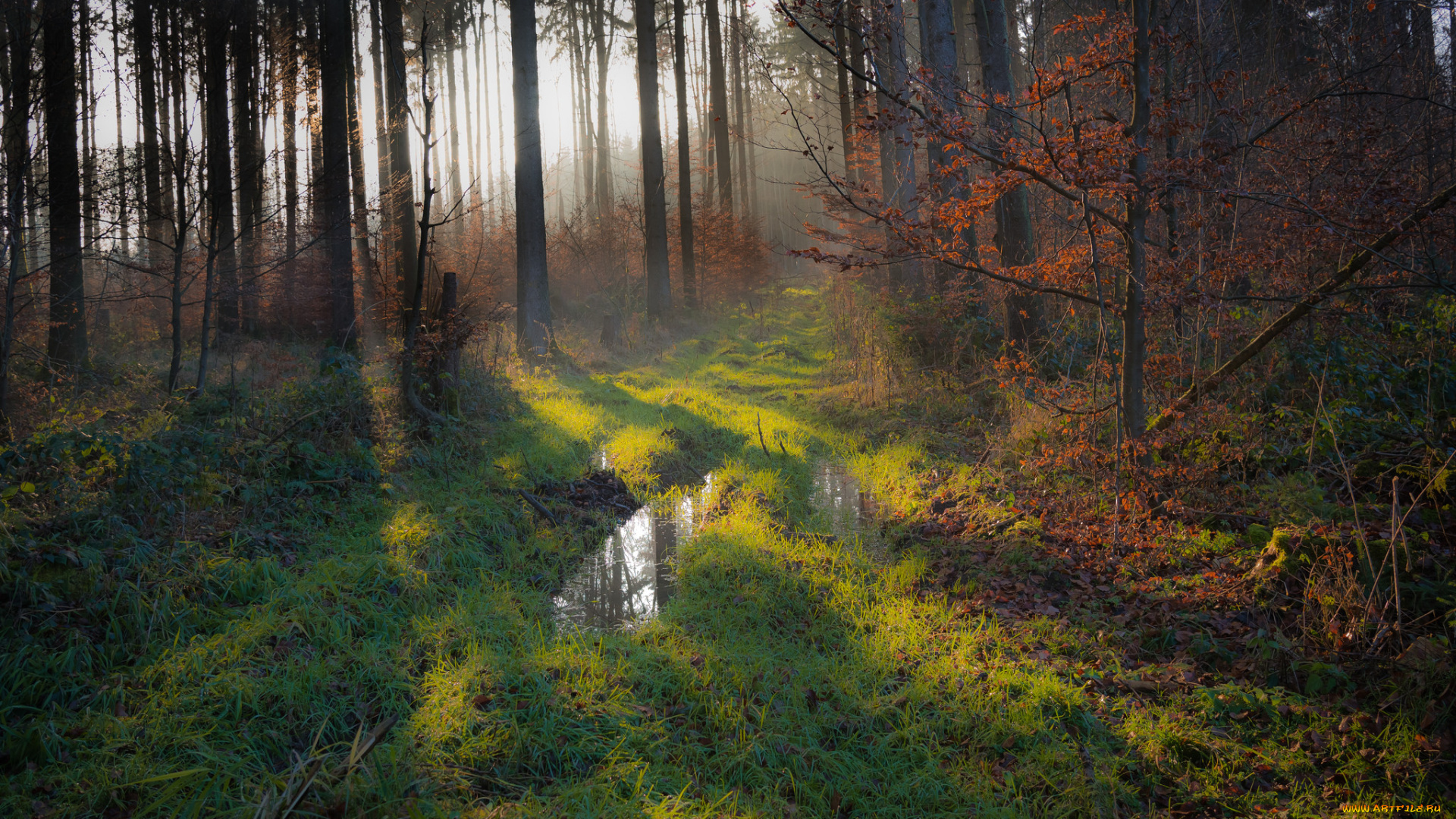 природа, лес, деревья