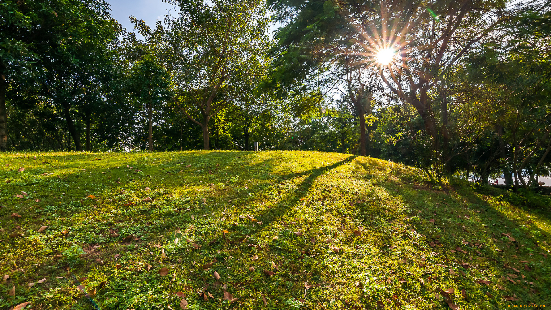 природа, лес, деревья